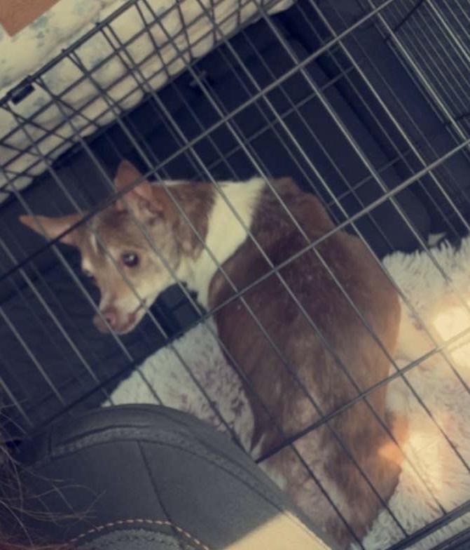 Benny, a Adoptable Chihuahua in Union Grove, WI image 2/2