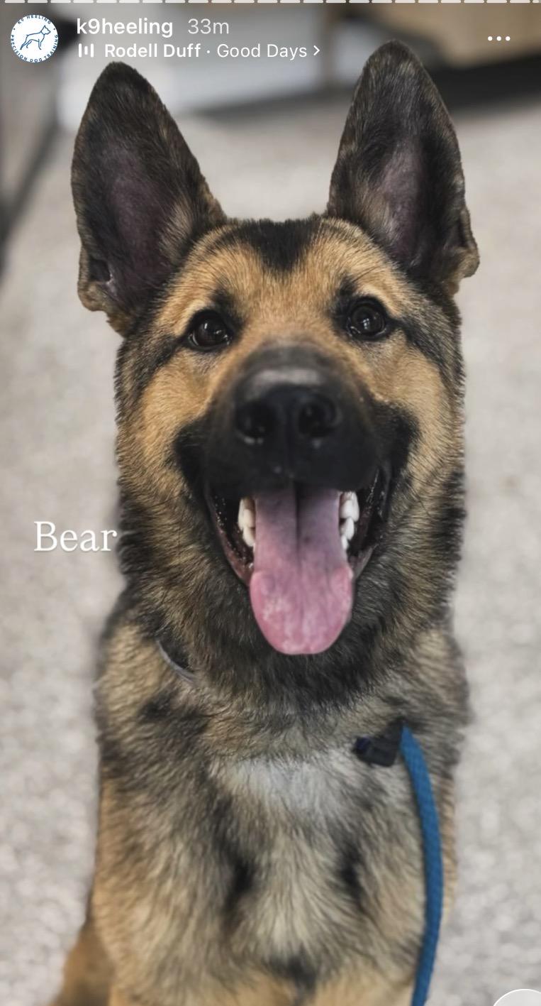 Enlarge Bear, a Adoptable German Shepherd Dog in Lewes, DE image 2/2