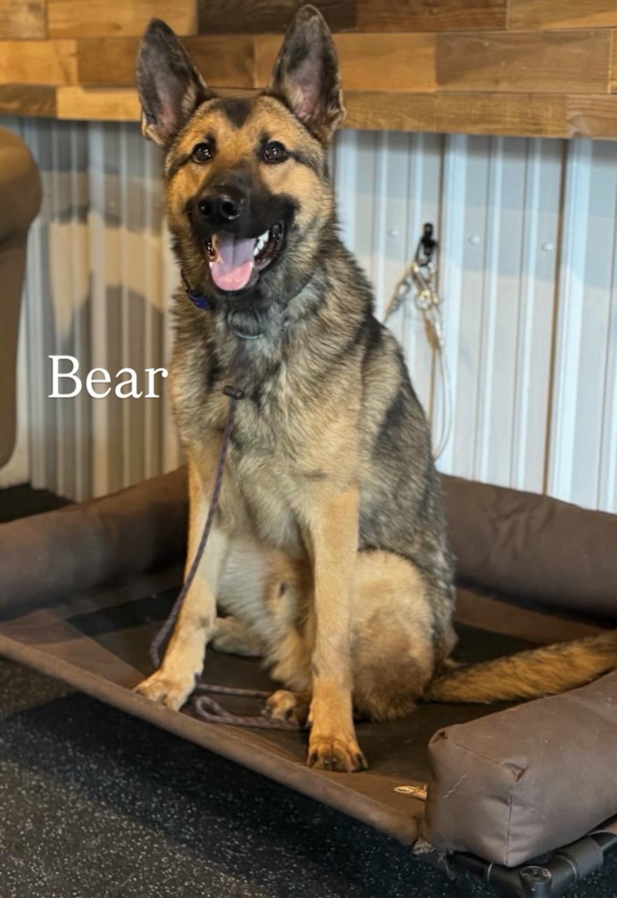 Bear, Adoptable, Young Male German Shepherd Dog.