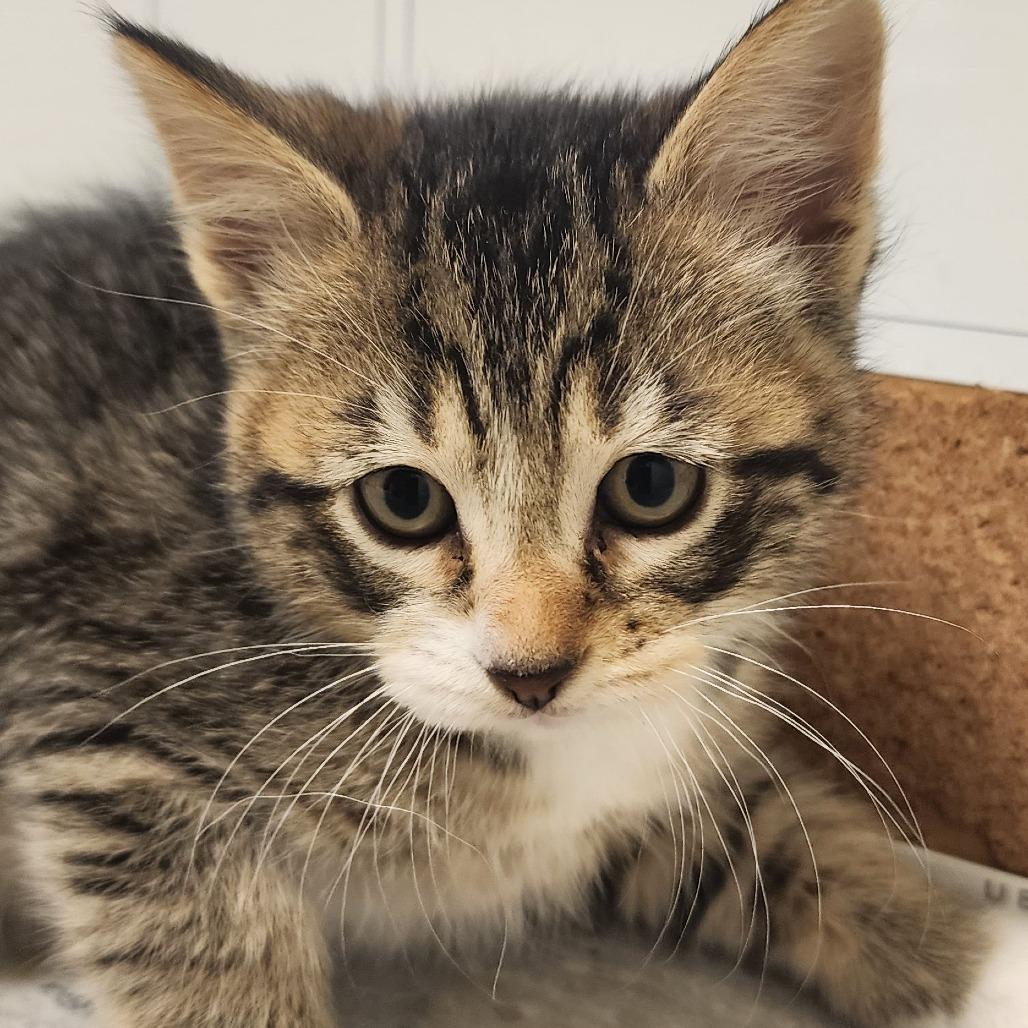Enlarge Ray, a Adoptable Domestic Short Hair in Elizabeth City, NC image 1/1