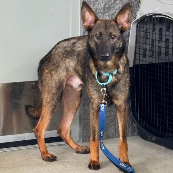 Rocko, Adoptable, Adult Male Shepherd & Mixed Breed.