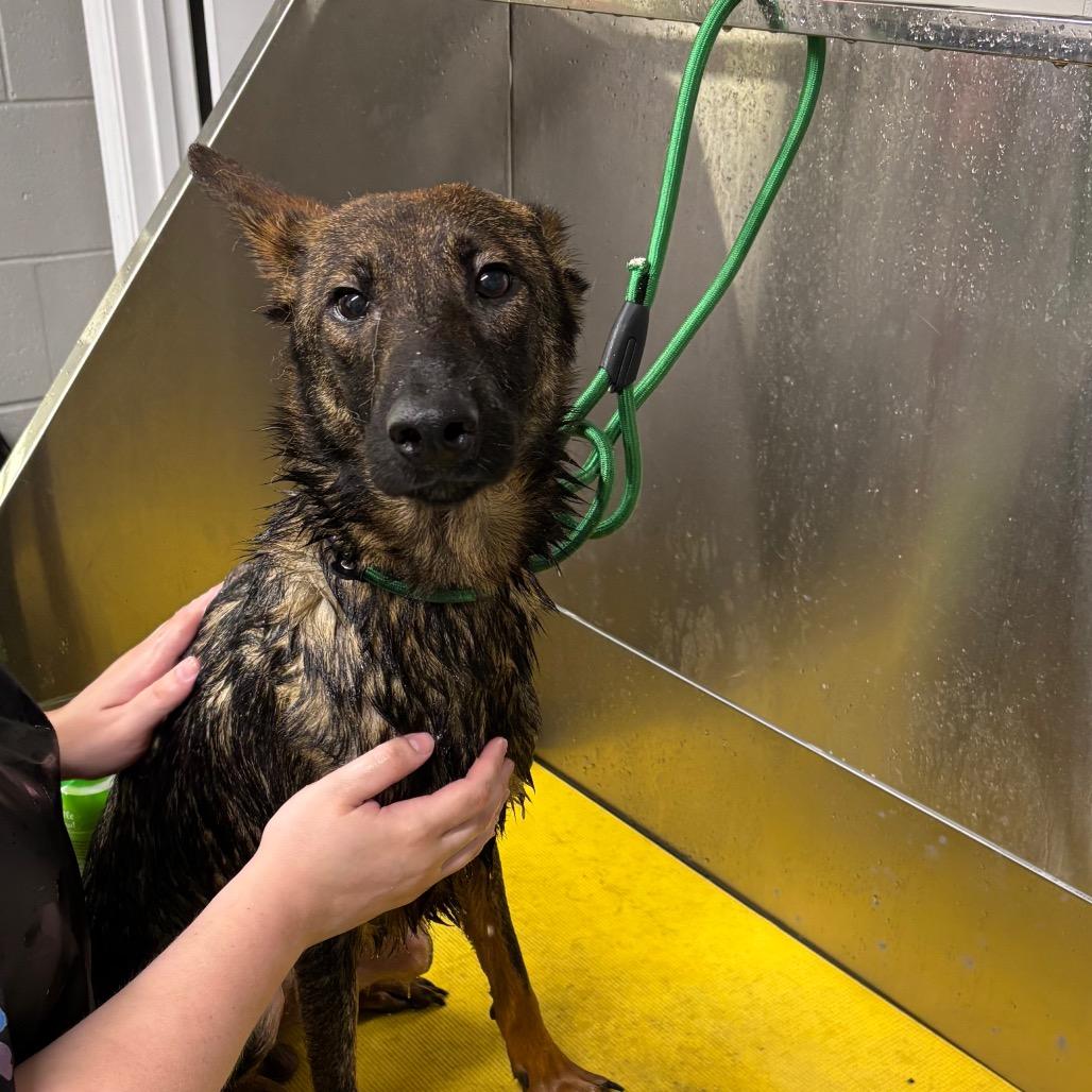 Enlarge Rocko, a Adoptable mixed breed in Galax, VA image 1/1