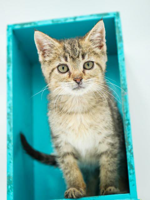 Carter is a teeny tiny superstar!  Precious purrmaster!   OLD ENOUGH TO GO SOLO