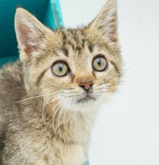 Carter is a teeny tiny superstar!  Precious purrmaster!   OLD ENOUGH TO GO SOLO