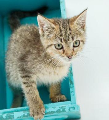 Carter is a teeny tiny superstar!  Precious purrmaster!   OLD ENOUGH TO GO SOLO