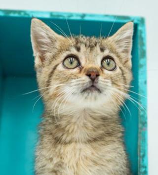 Carter is a teeny tiny superstar!  Precious purrmaster!   OLD ENOUGH TO GO SOLO