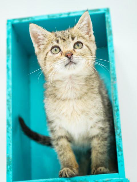 Carter is a teeny tiny superstar!  Precious purrmaster!   OLD ENOUGH TO GO SOLO