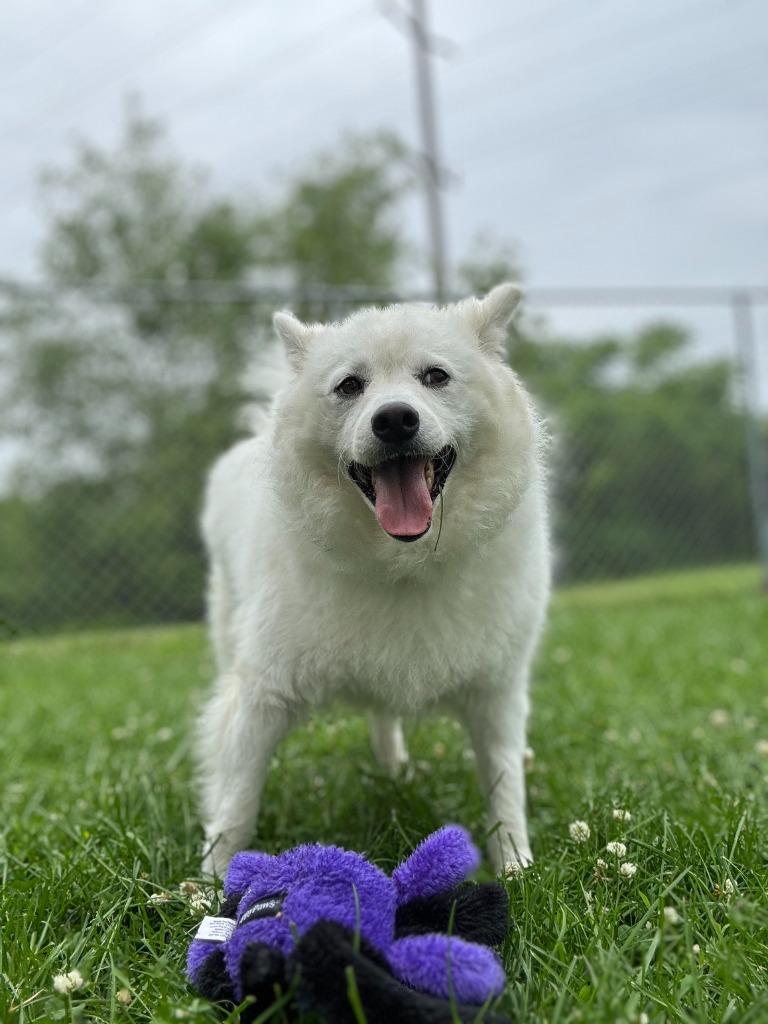 Sonam, Adoptable, Adult Male Pomeranian.