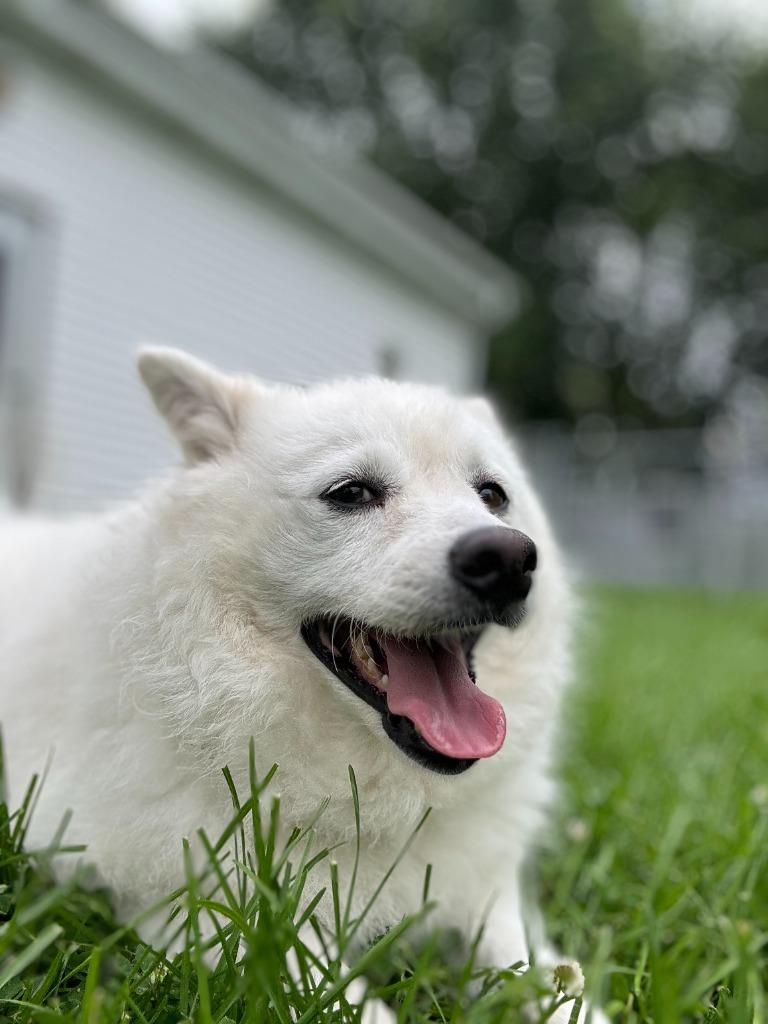 Enlarge Sonam, a Adoptable mixed breed in Muskegon, MI image 2/6
