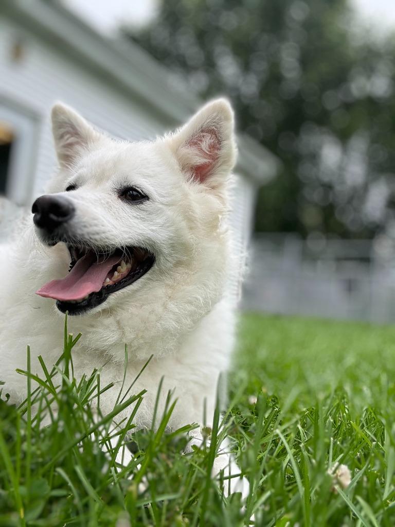 Enlarge Sonam, a Adoptable mixed breed in Muskegon, MI image 4/6