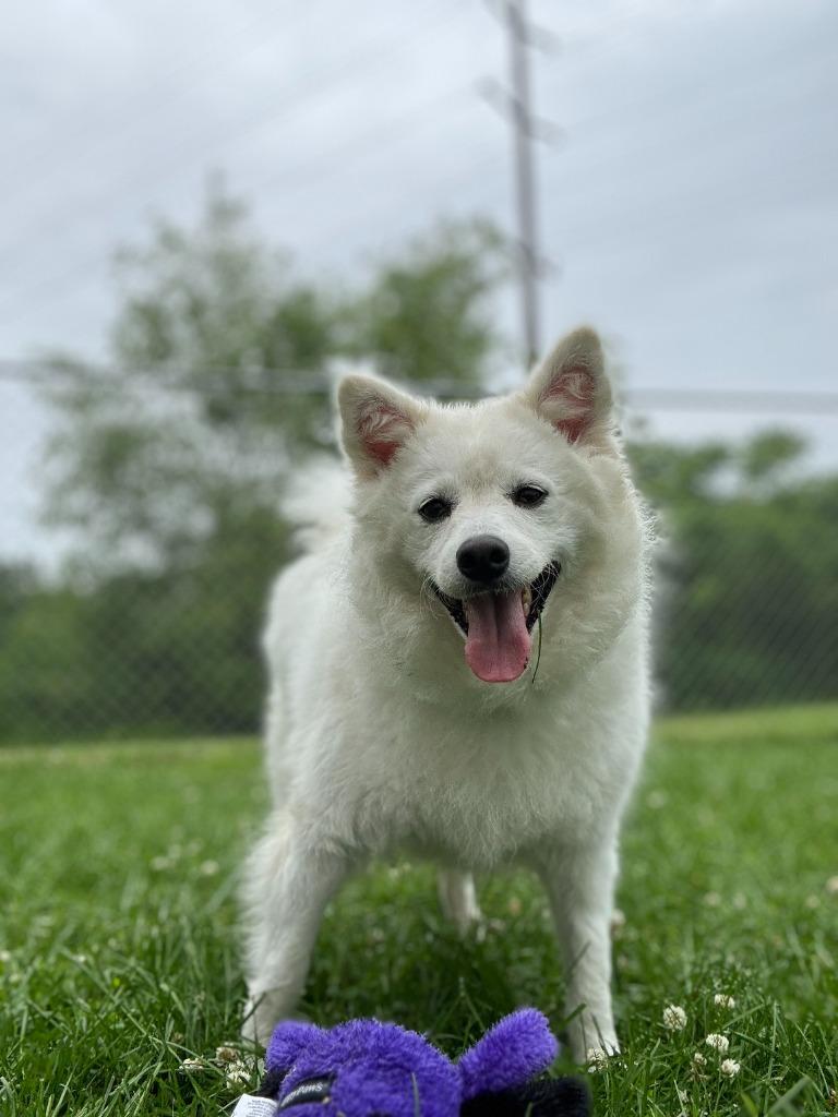 Enlarge Sonam, a Adoptable mixed breed in Muskegon, MI image 5/6