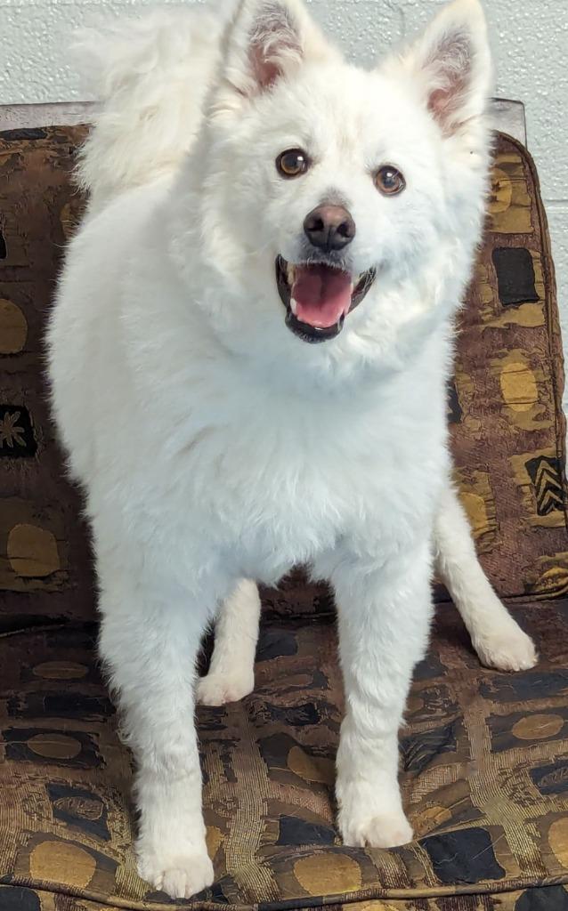 Enlarge Sonam, a Adoptable mixed breed in Muskegon, MI image 6/6