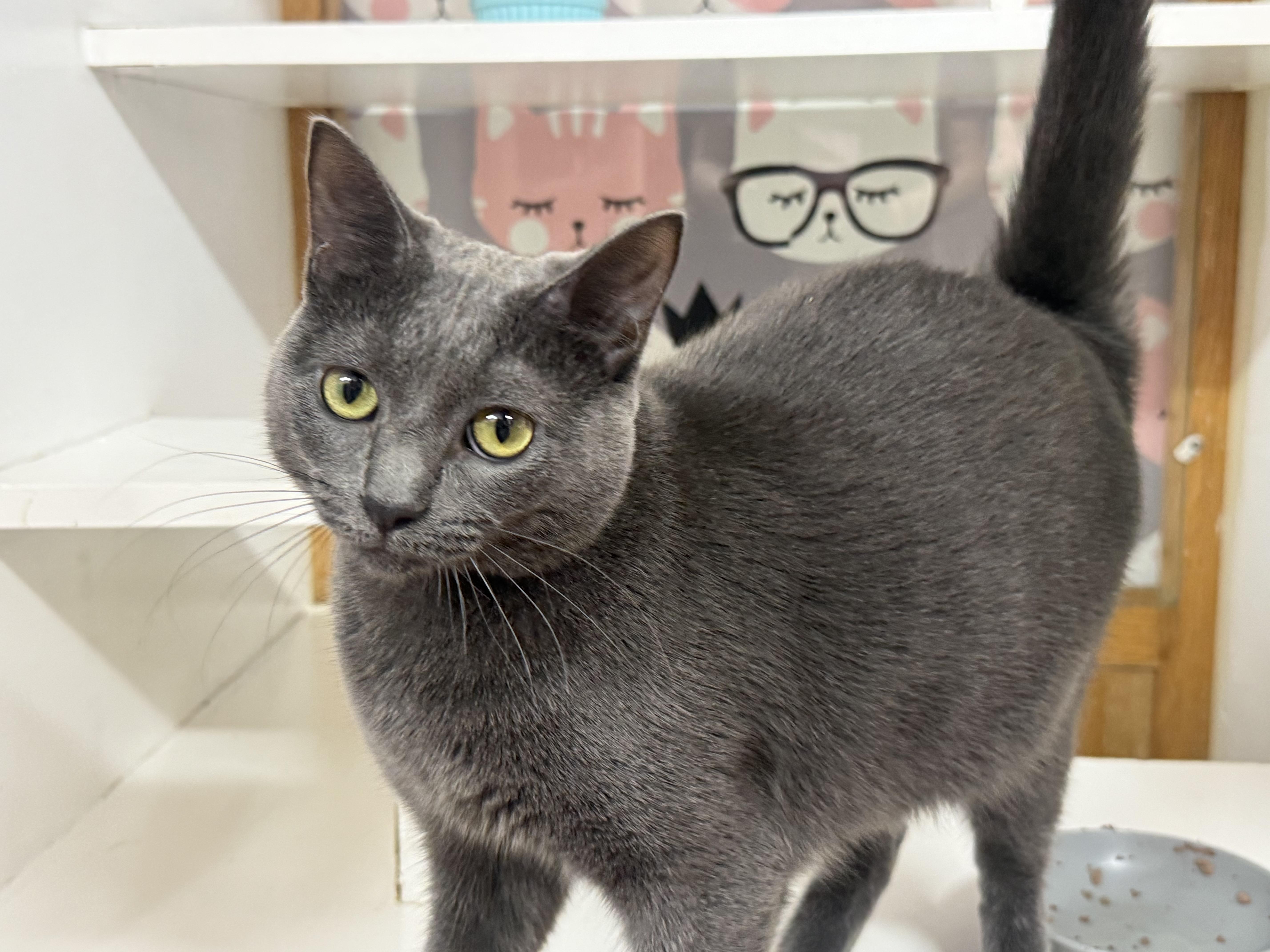 Sailor Moon, adoptable, Kitten Female Domestic Short Hair.