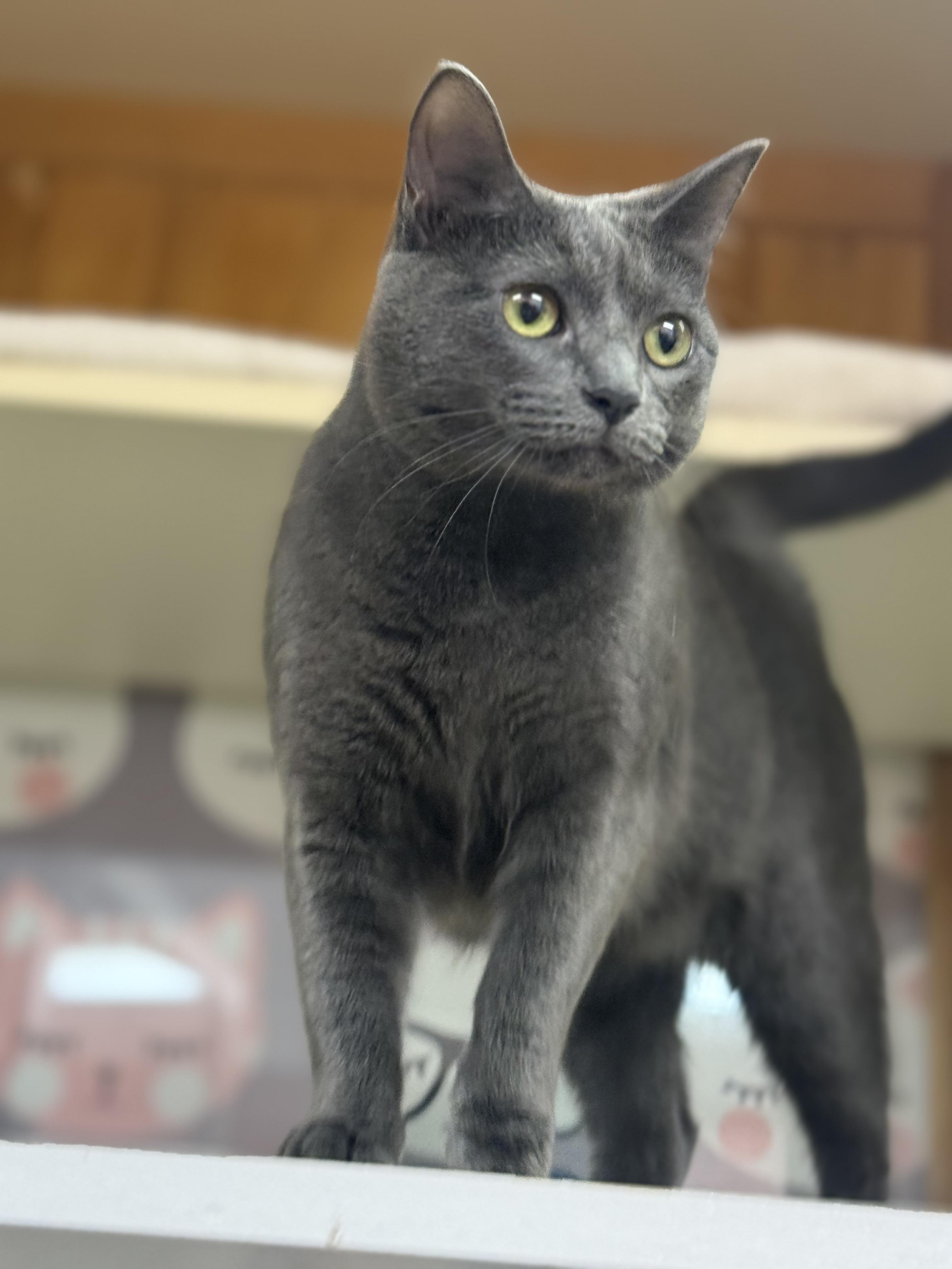 Enlarge Sailor Moon, an adoptable Domestic Short Hair in Lauderhill, FL image 2/4