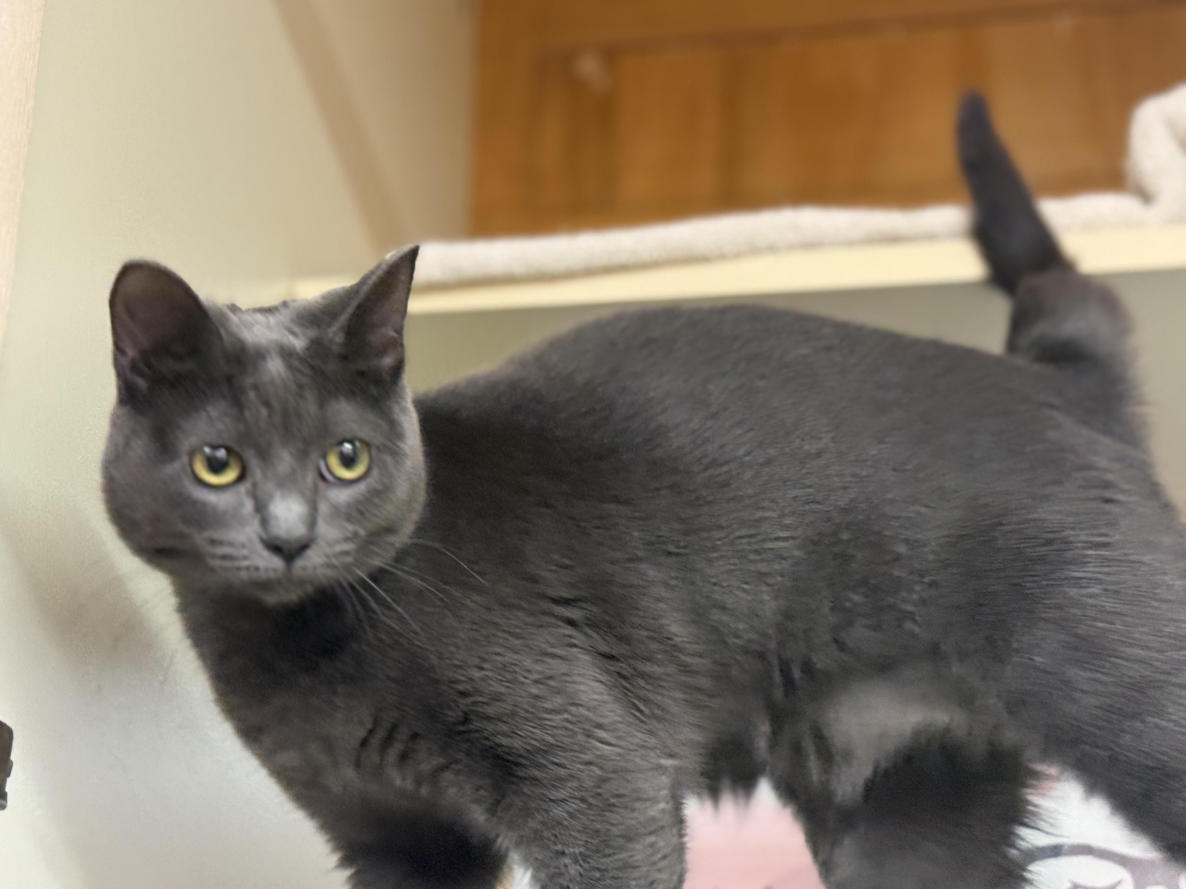 Enlarge Sailor Moon, an adoptable Domestic Short Hair in Lauderhill, FL image 3/4