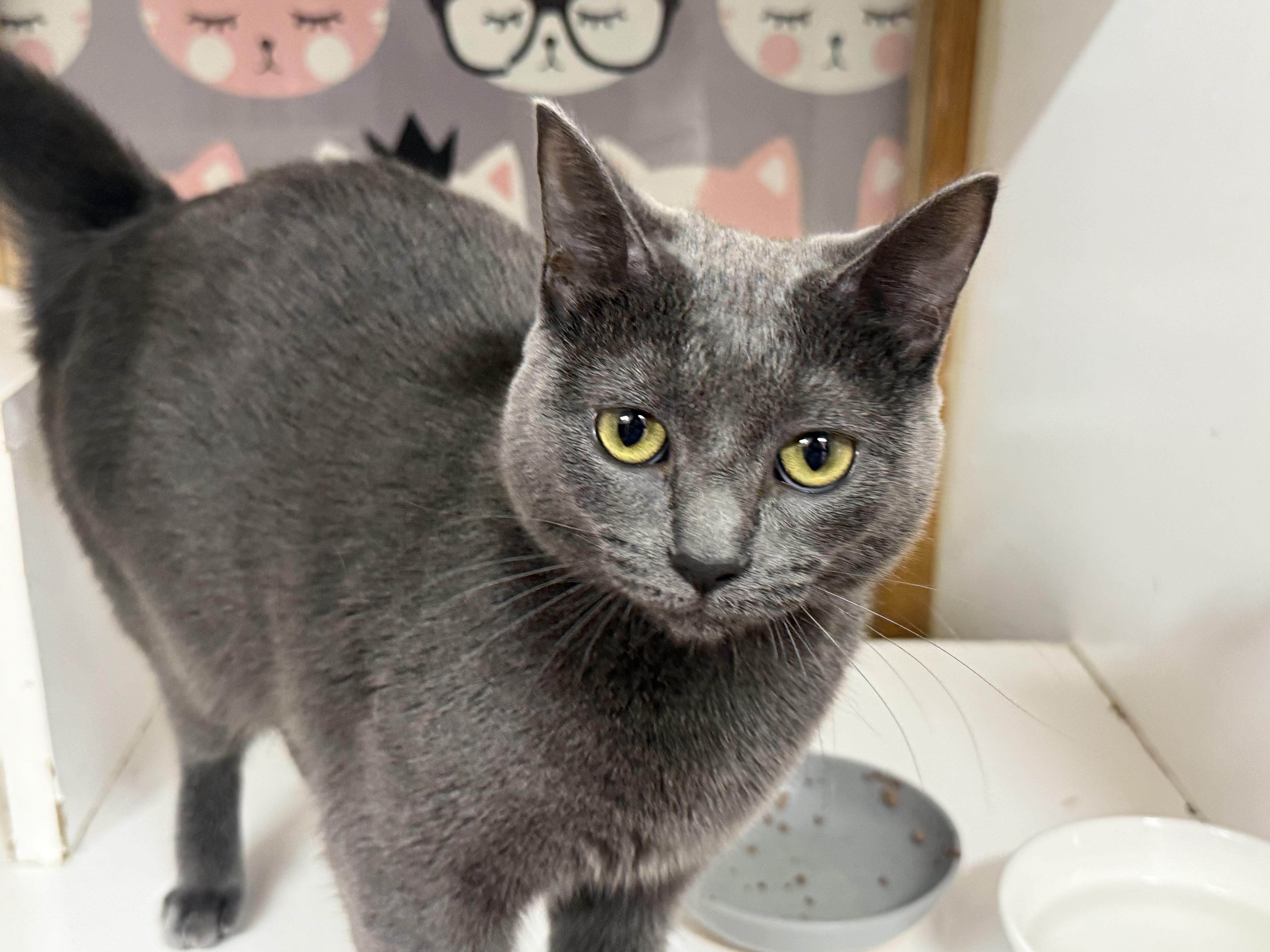 Enlarge Sailor Moon, an adoptable Domestic Short Hair in Lauderhill, FL image 4/4