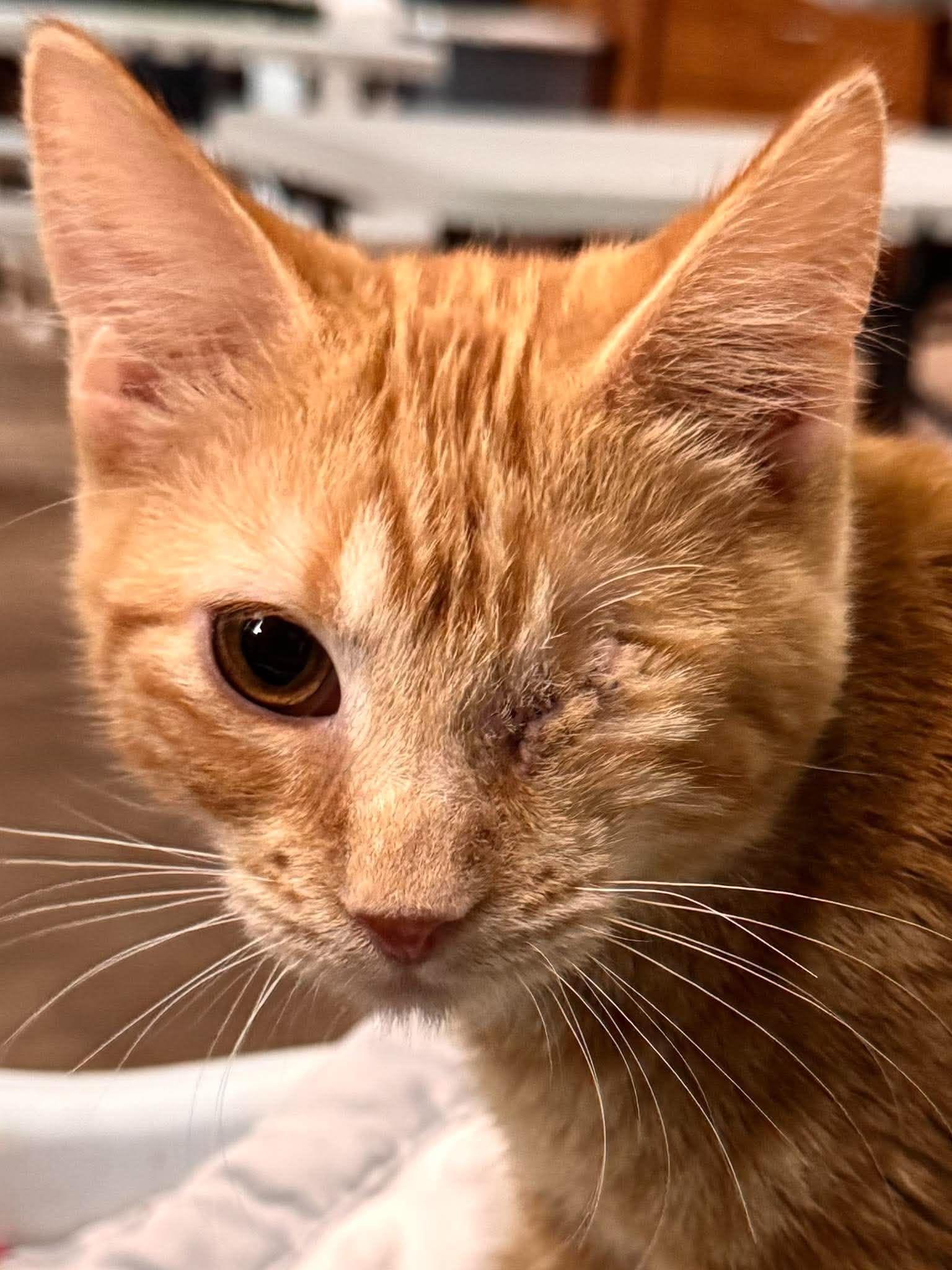 Enlarge Grub, a Adopted Domestic Short Hair in Sioux Falls, SD image 1/3