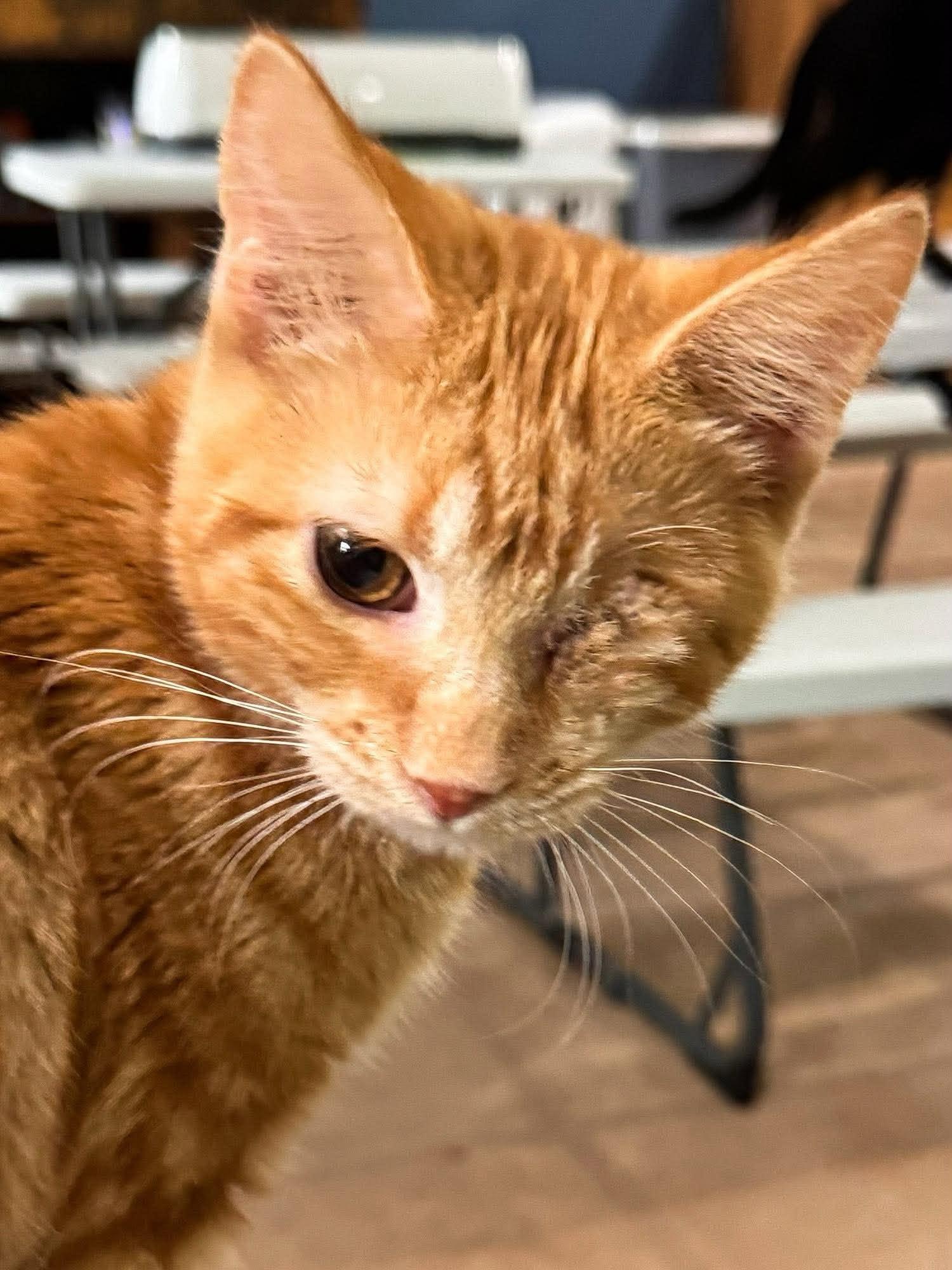 Enlarge Grub, a Adopted Domestic Short Hair in Sioux Falls, SD image 3/3