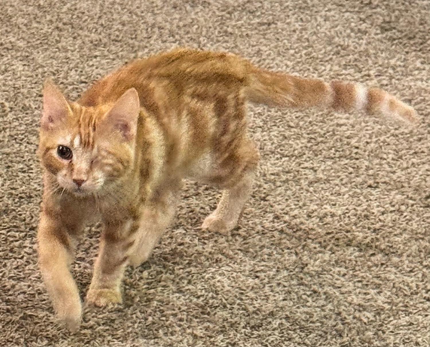 Enlarge Grub, a Adopted Domestic Short Hair in Sioux Falls, SD image 2/3
