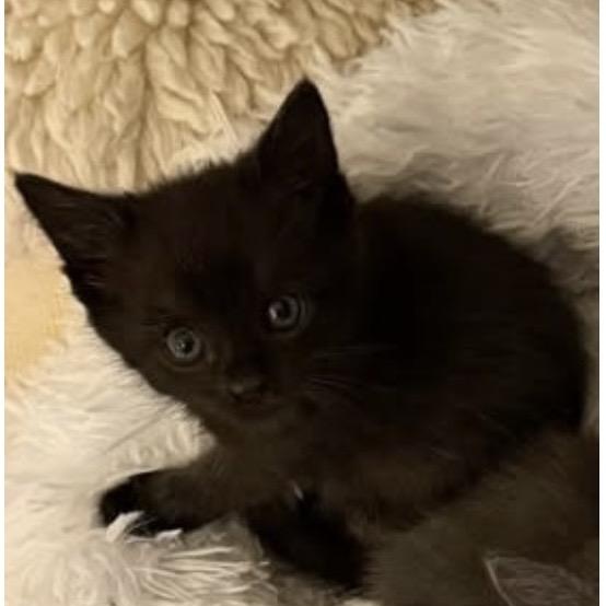 Crackle, adopted, Kitten Male Domestic Short Hair.