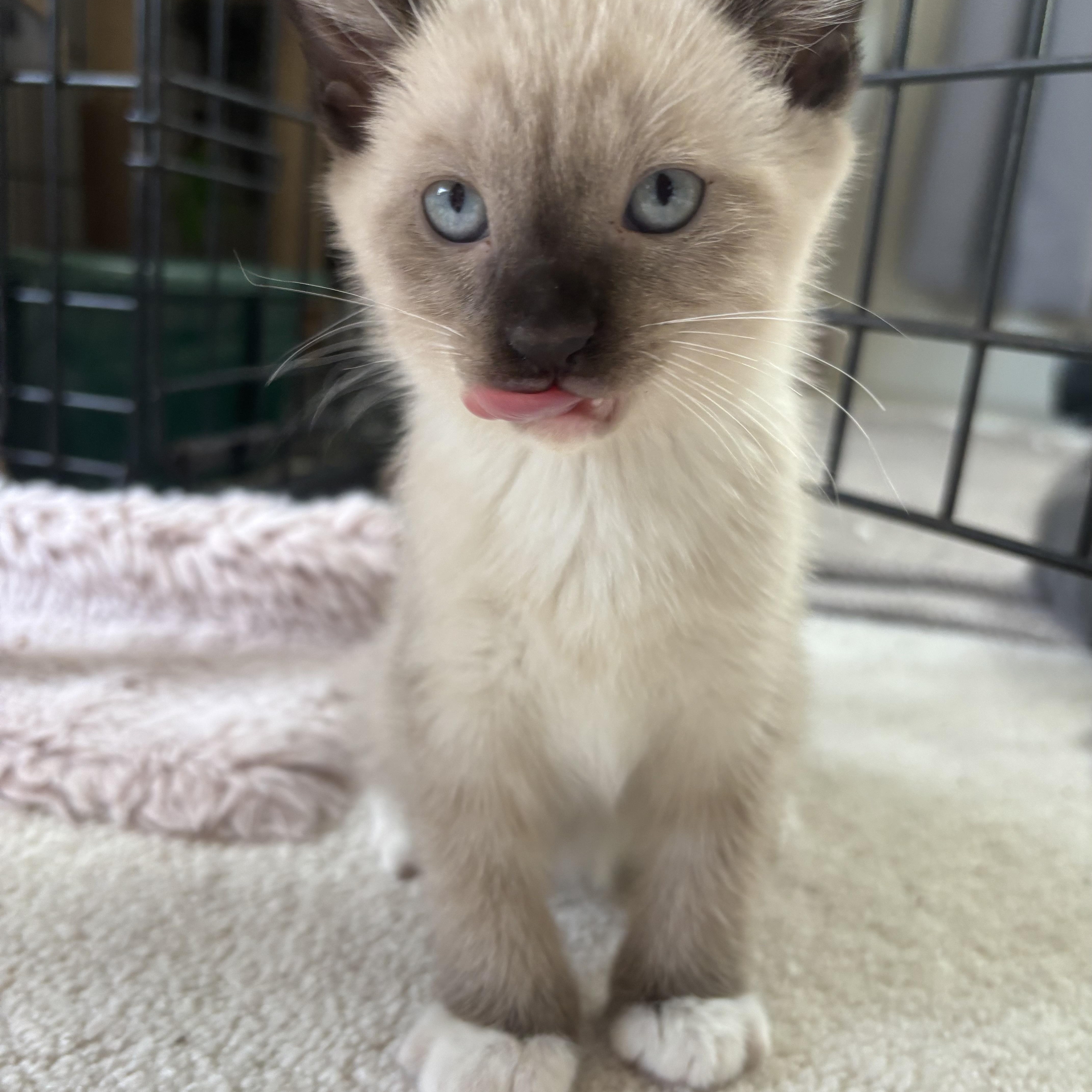 Thor - Avengers Kittens, adopted, Kitten Male Siamese.