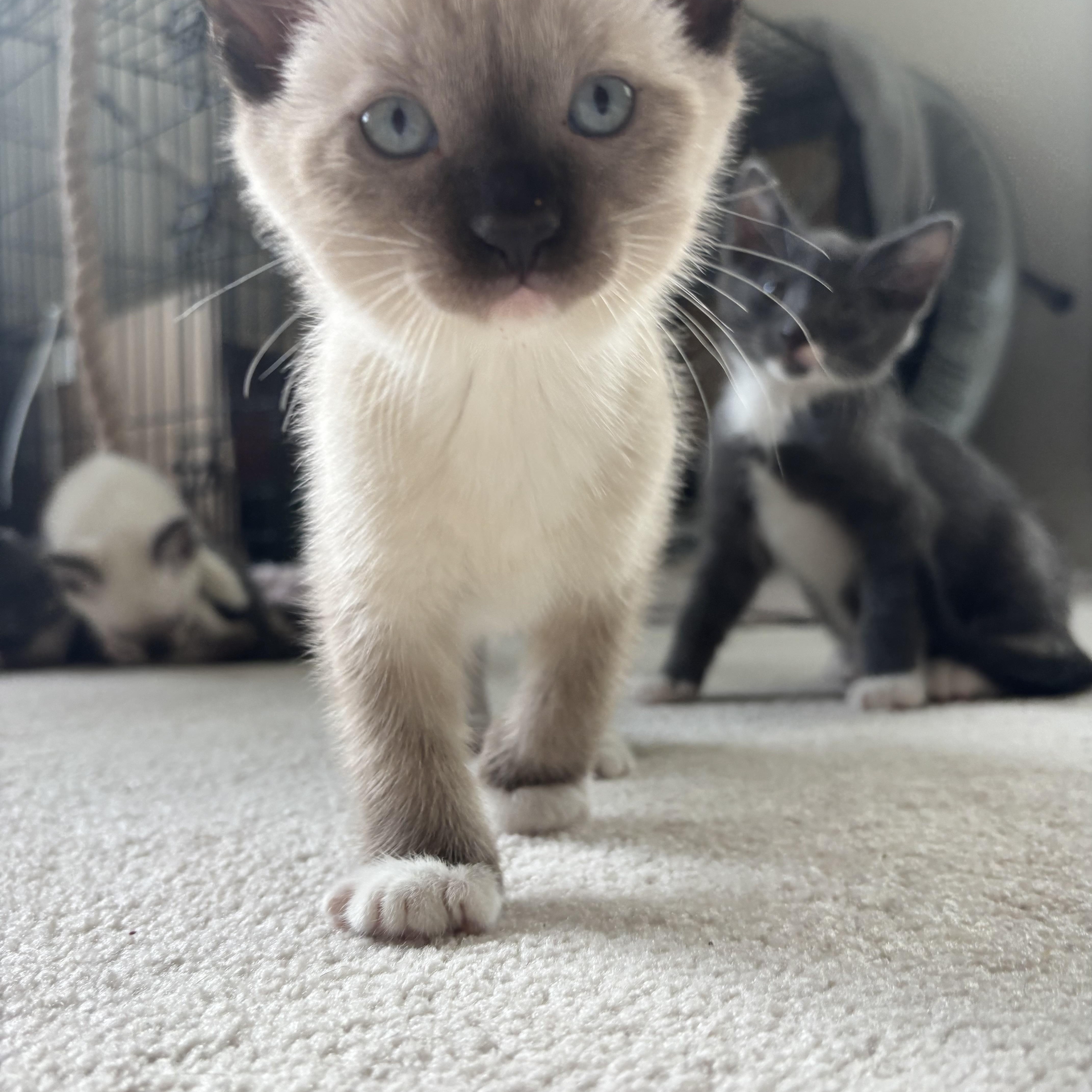 Thor - Avengers Kittens, an adopted Siamese in Newport, RI image 2/2