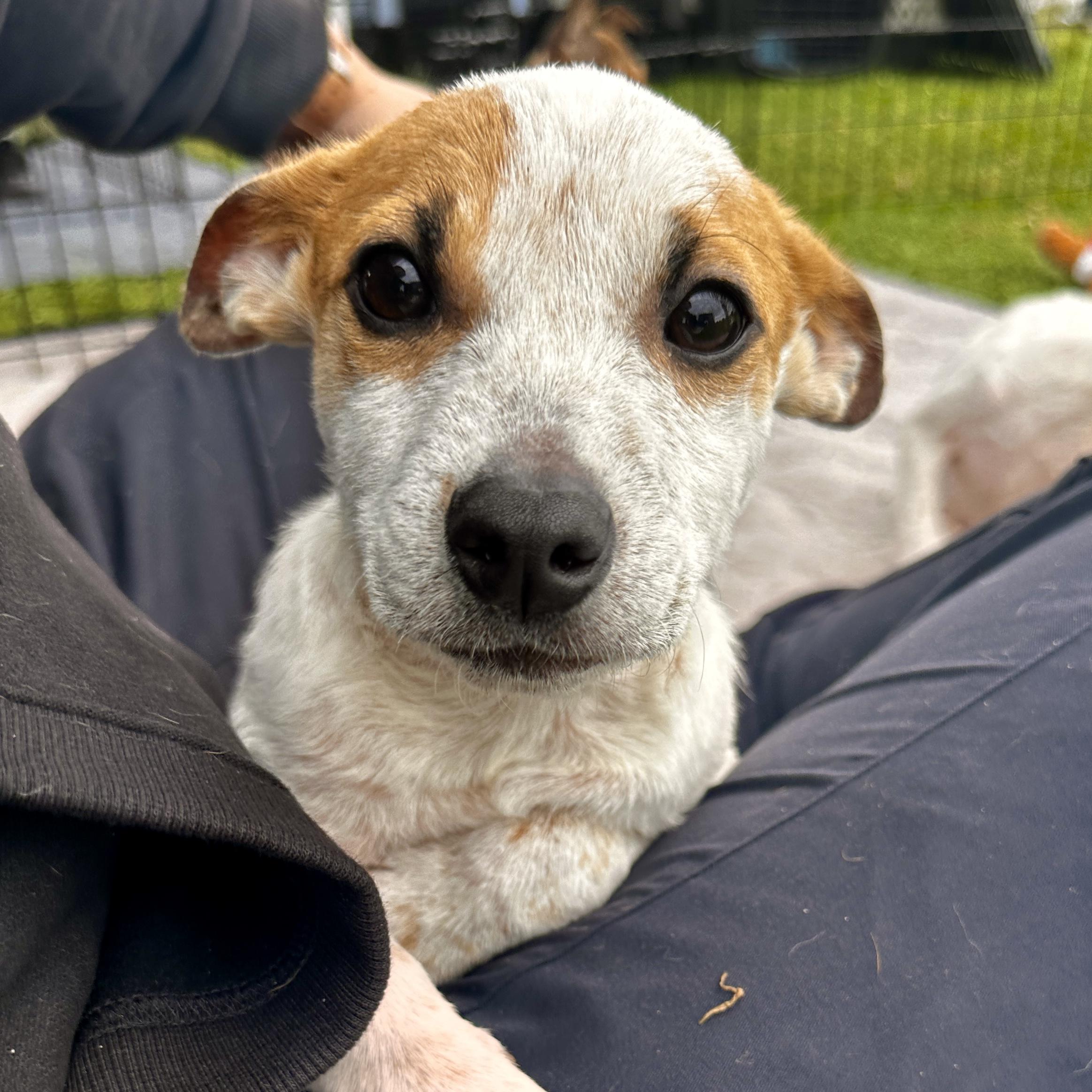 Marty, Adoptable, Puppy Male Jack Russell Terrier & Mixed Breed.