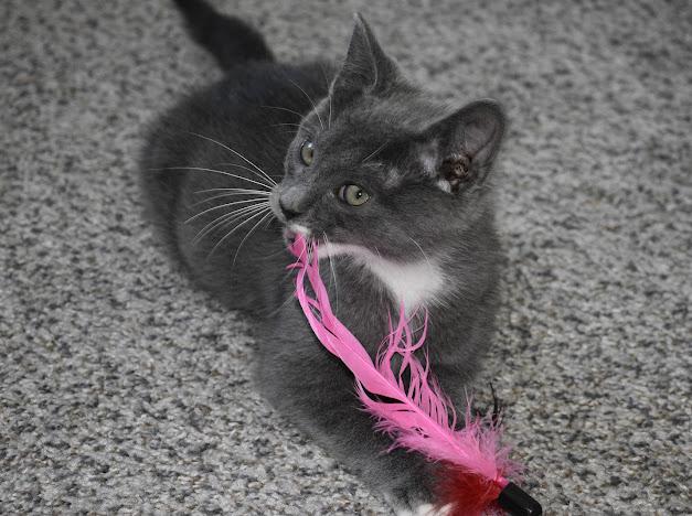 Bert, a Adoptable mixed breed in Charlotte, NC image 1/3