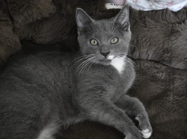 Bert, a Adoptable mixed breed in Charlotte, NC image 3/3