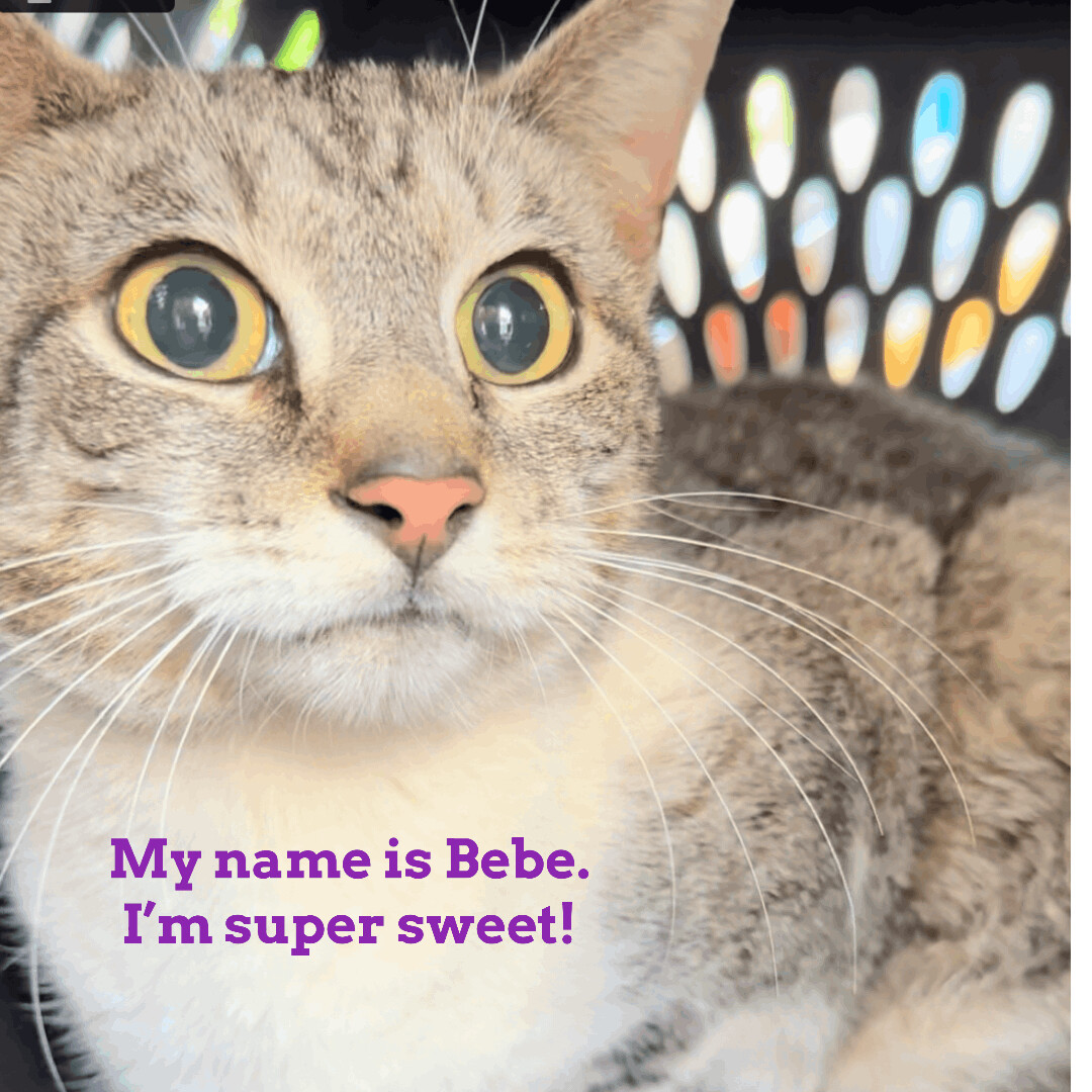 Bebe Berto, a Adoptable Domestic Short Hair in Hickory, NC image 1/3