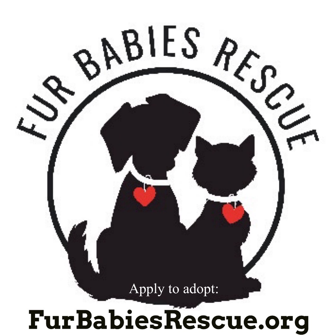 Bebe Berto, a Adoptable Domestic Short Hair in Hickory, NC image 2/3