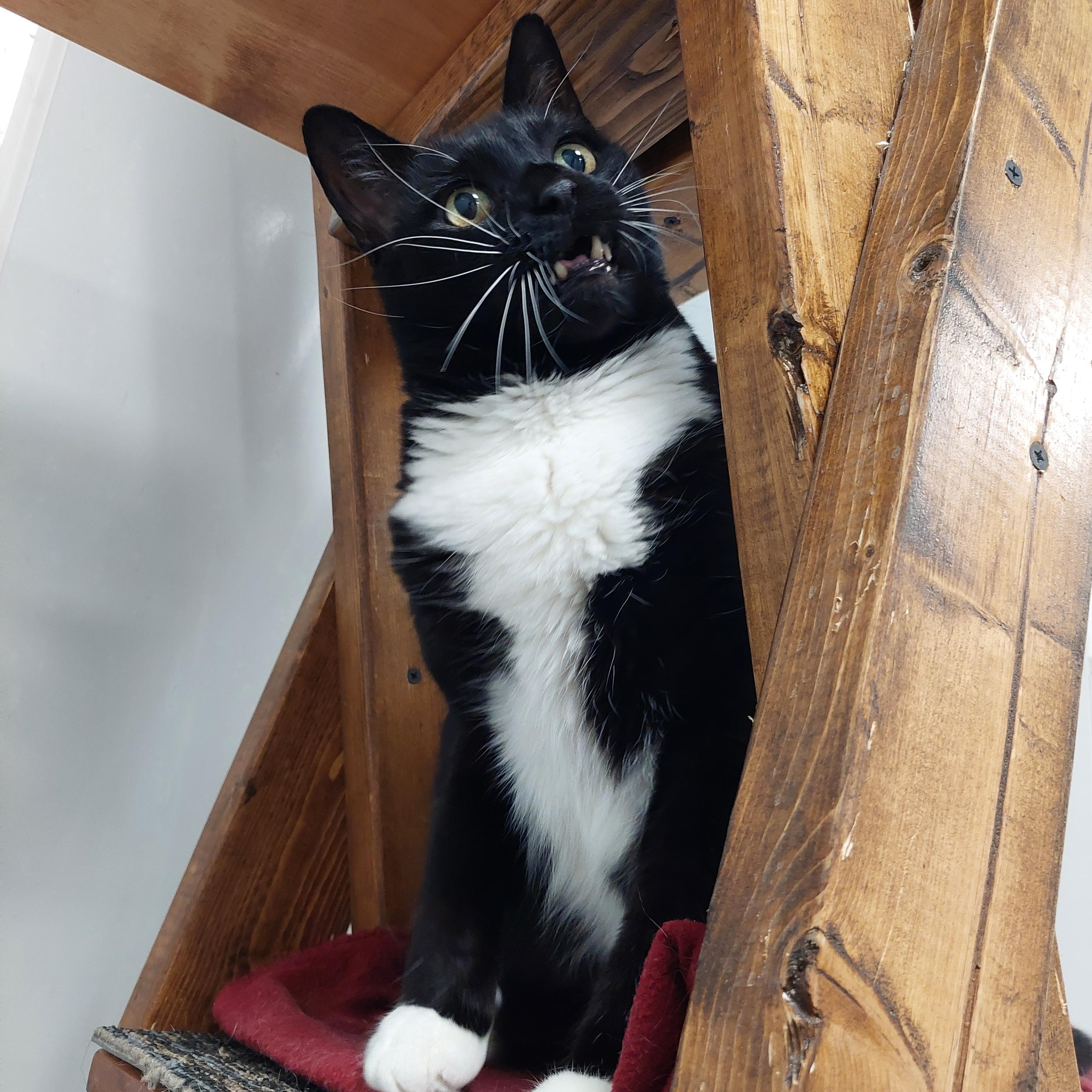 Philip, Adoptable, Adult Male Domestic Short Hair.