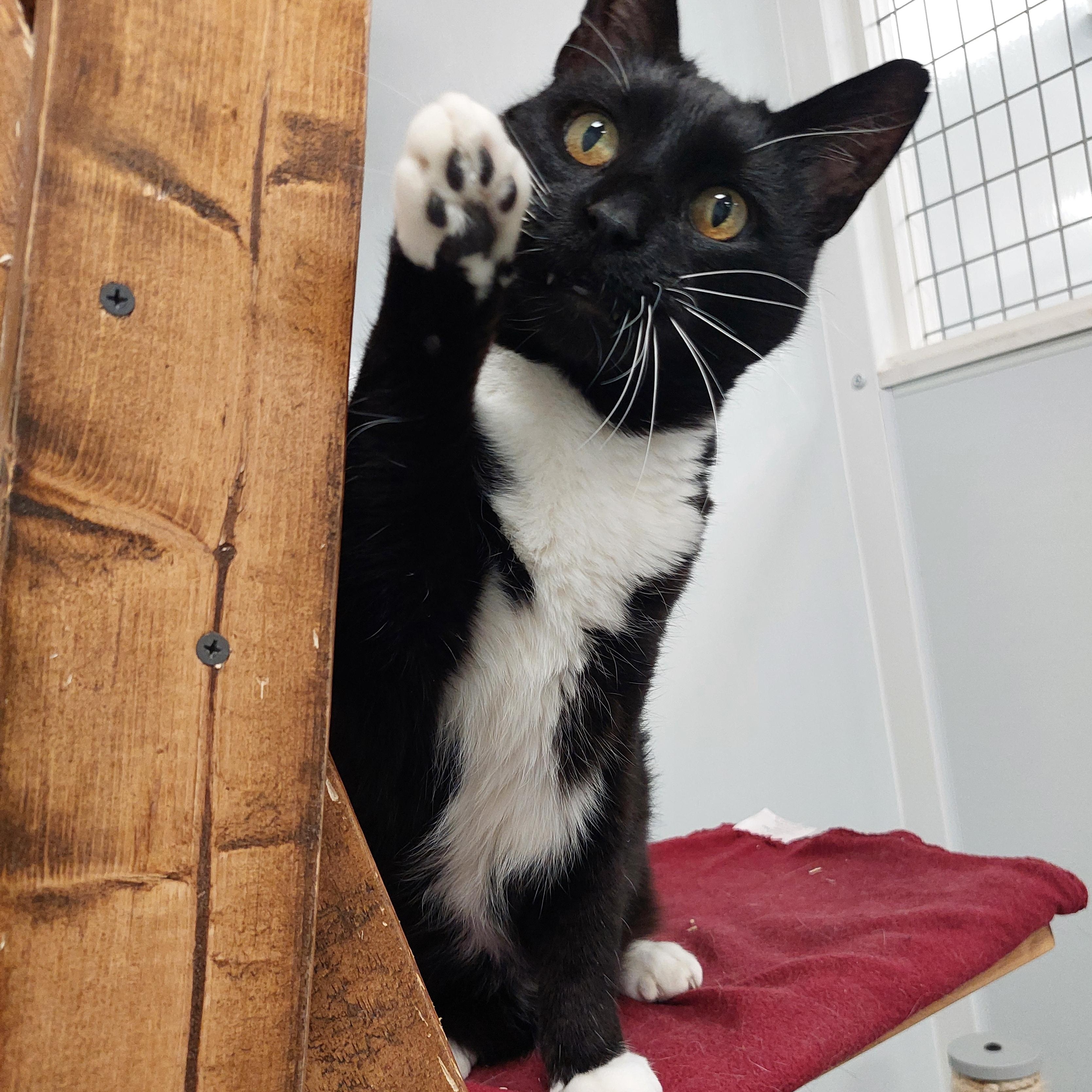 Enlarge Philip, a Adoptable Domestic Short Hair in Williamsport, PA image 2/2