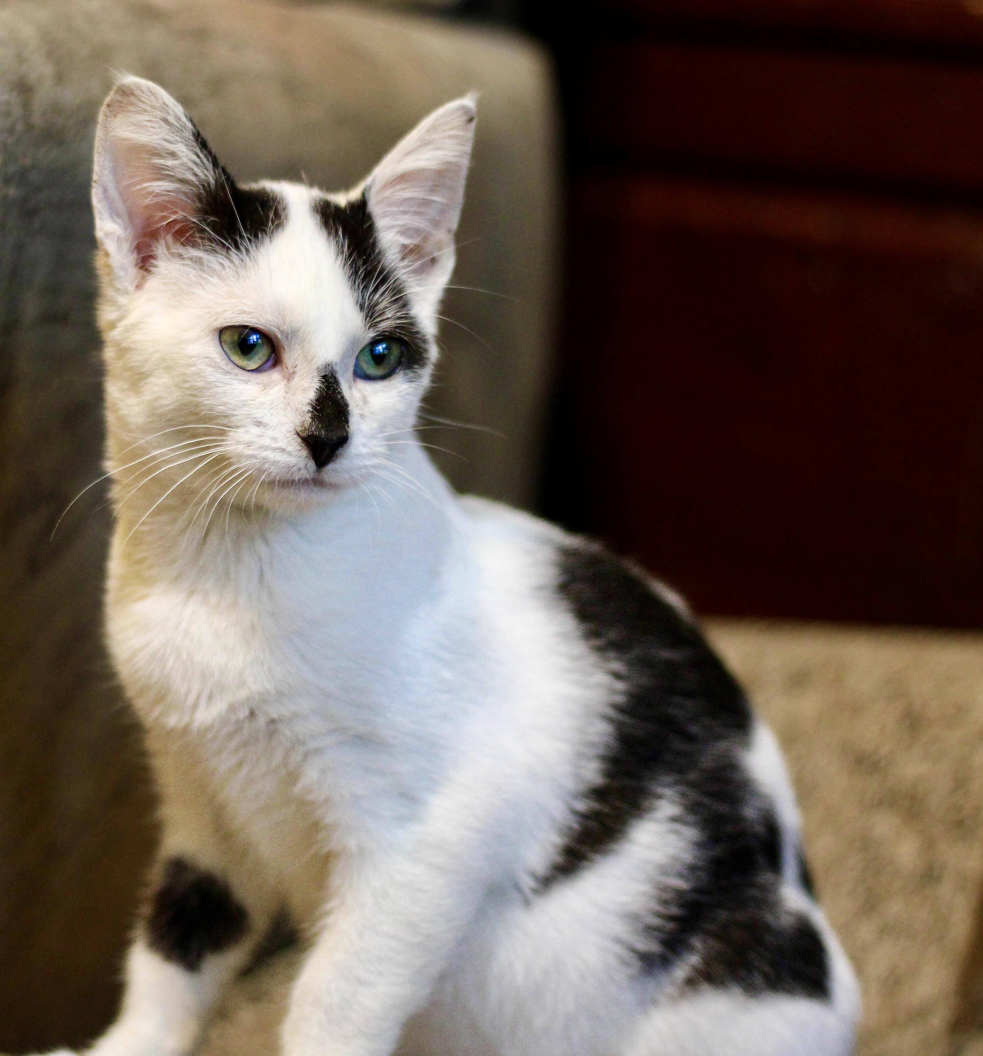 Nolan, a Adopted Domestic Short Hair in Liverpool, NY image 2/2