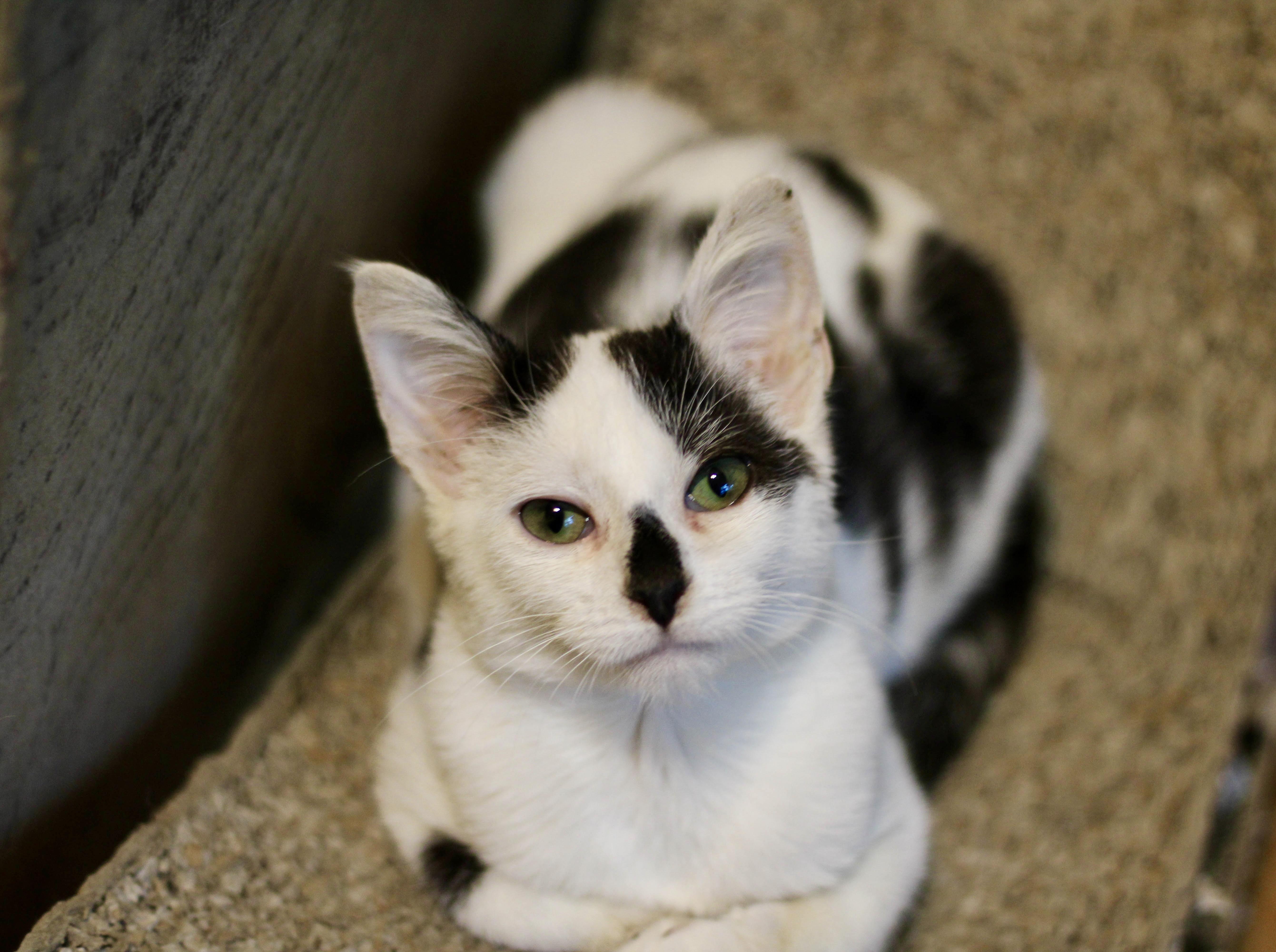 Nolan, a Adopted Domestic Short Hair in Liverpool, NY image 1/2