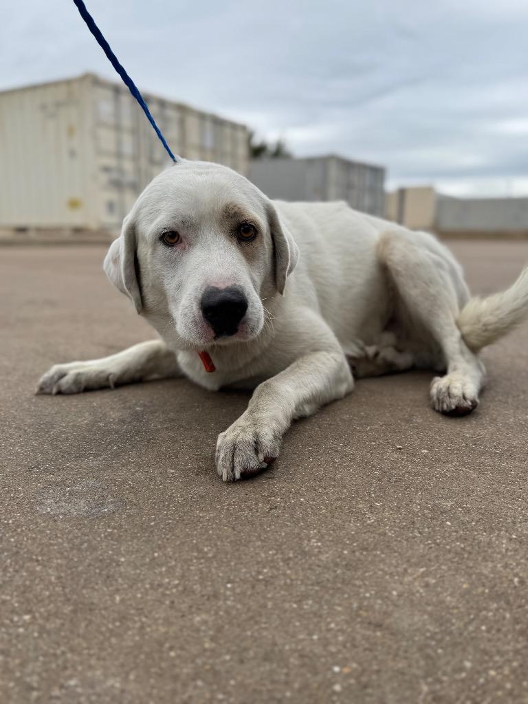 eagle, Adoptable, Adult Male Great Pyrenees.