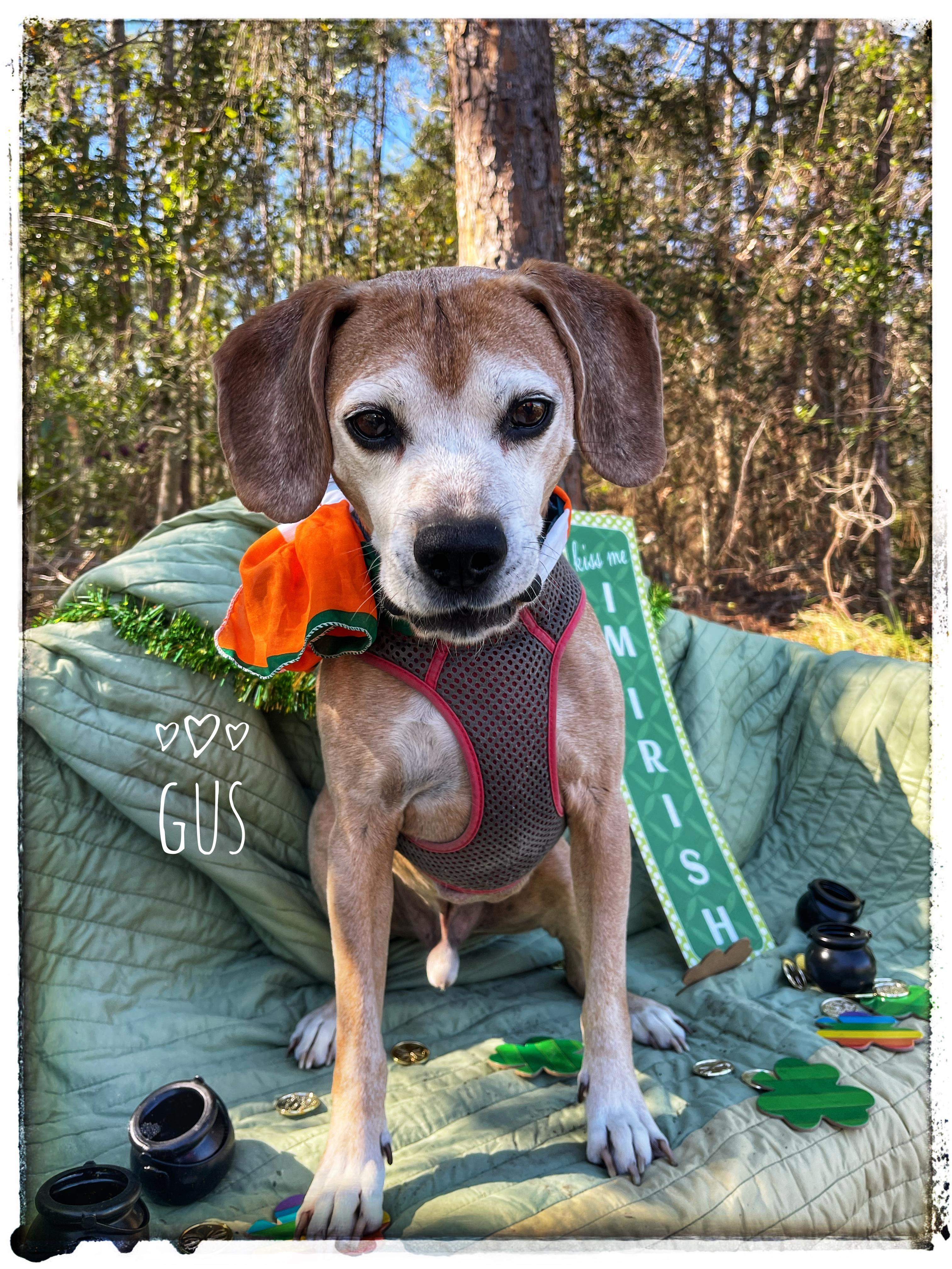 Enlarge Gus, a Adoptable mixed breed in Sebring, FL image 5/6