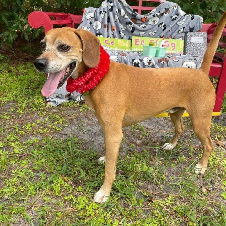 Enlarge Gus, a Adoptable mixed breed in Sebring, FL image 3/6