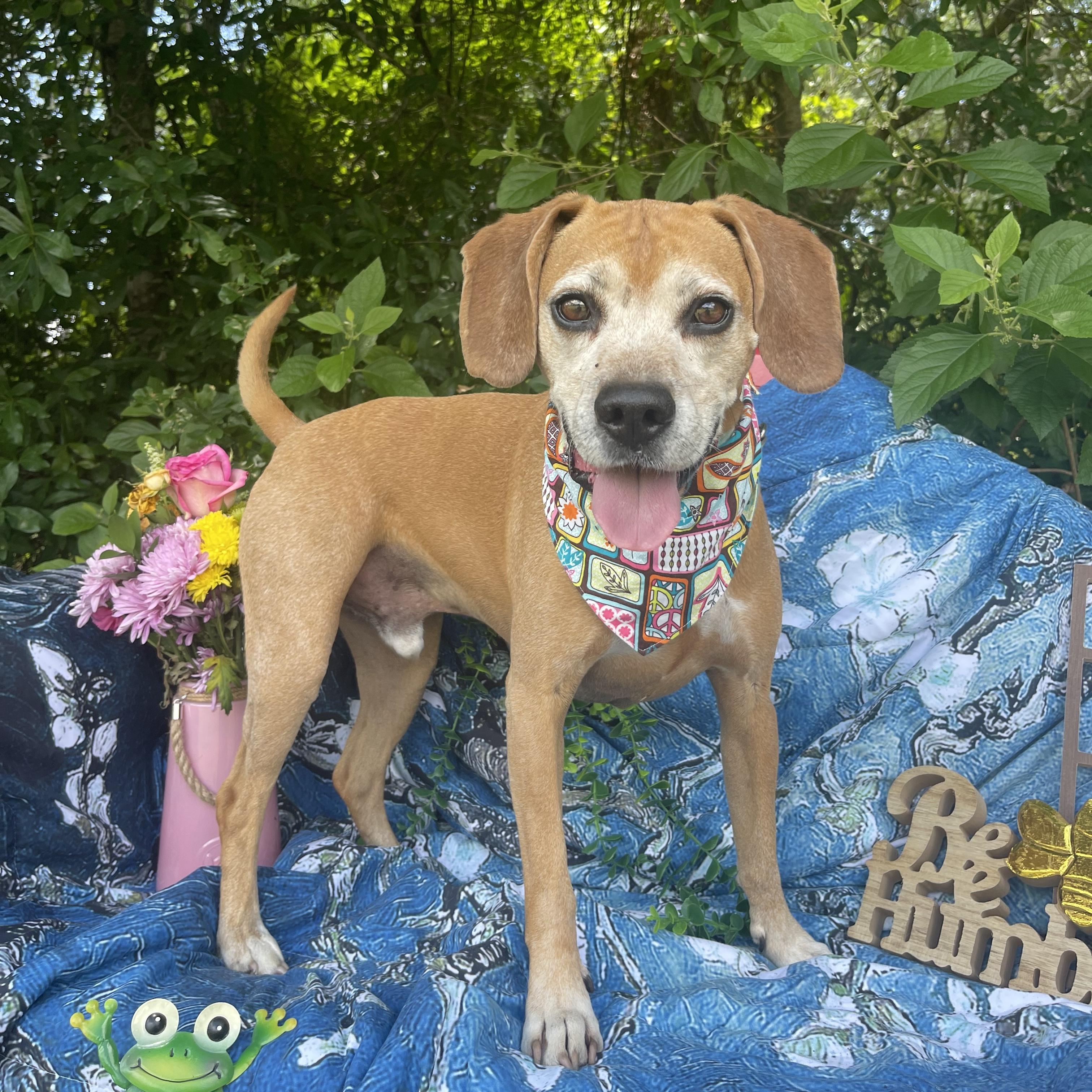 Enlarge Gus, a Adoptable mixed breed in Sebring, FL image 1/6