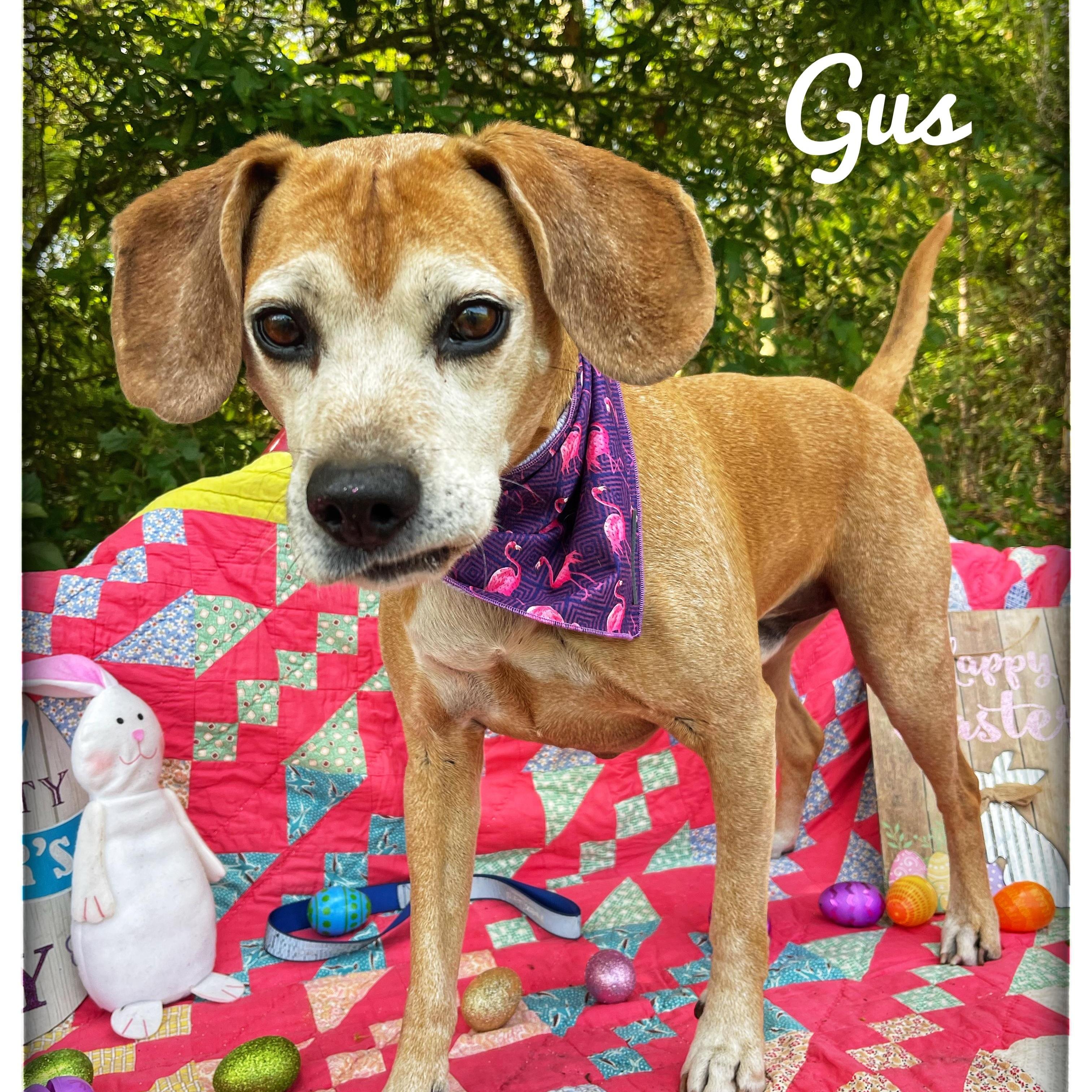 Enlarge Gus, a Adoptable mixed breed in Sebring, FL image 2/6