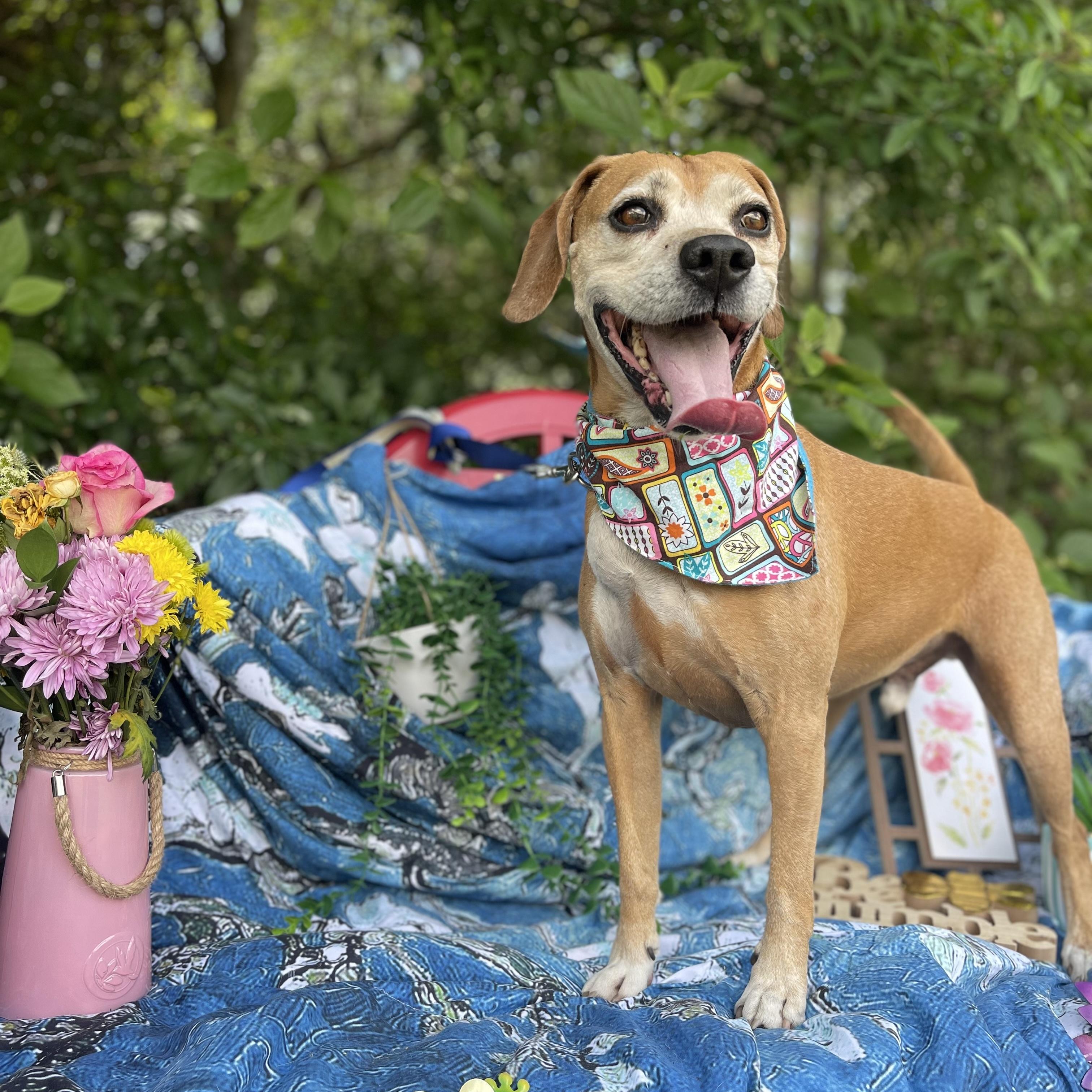Enlarge Gus, a Adoptable mixed breed in Sebring, FL image 6/6