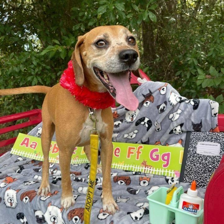 Enlarge Gus, a Adoptable mixed breed in Sebring, FL image 4/6