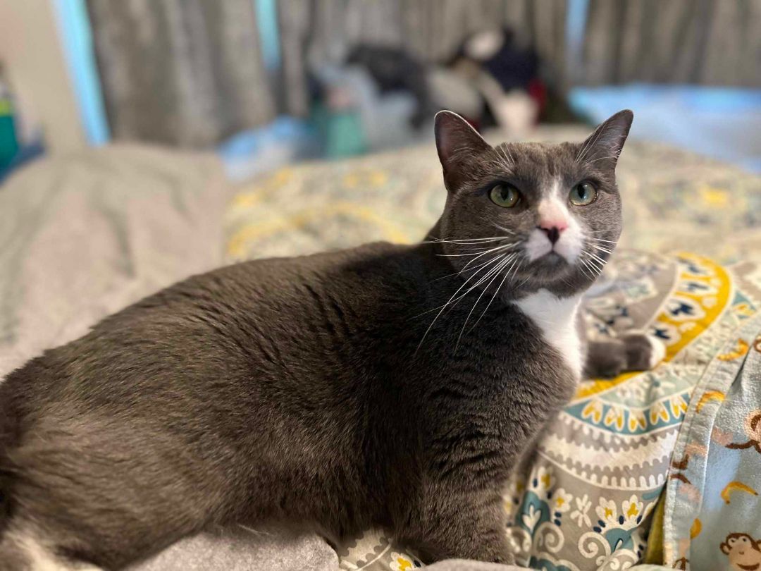 Enlarge Elizabeth, a Adoptable Domestic Short Hair in Charlotte, NC image 10/11