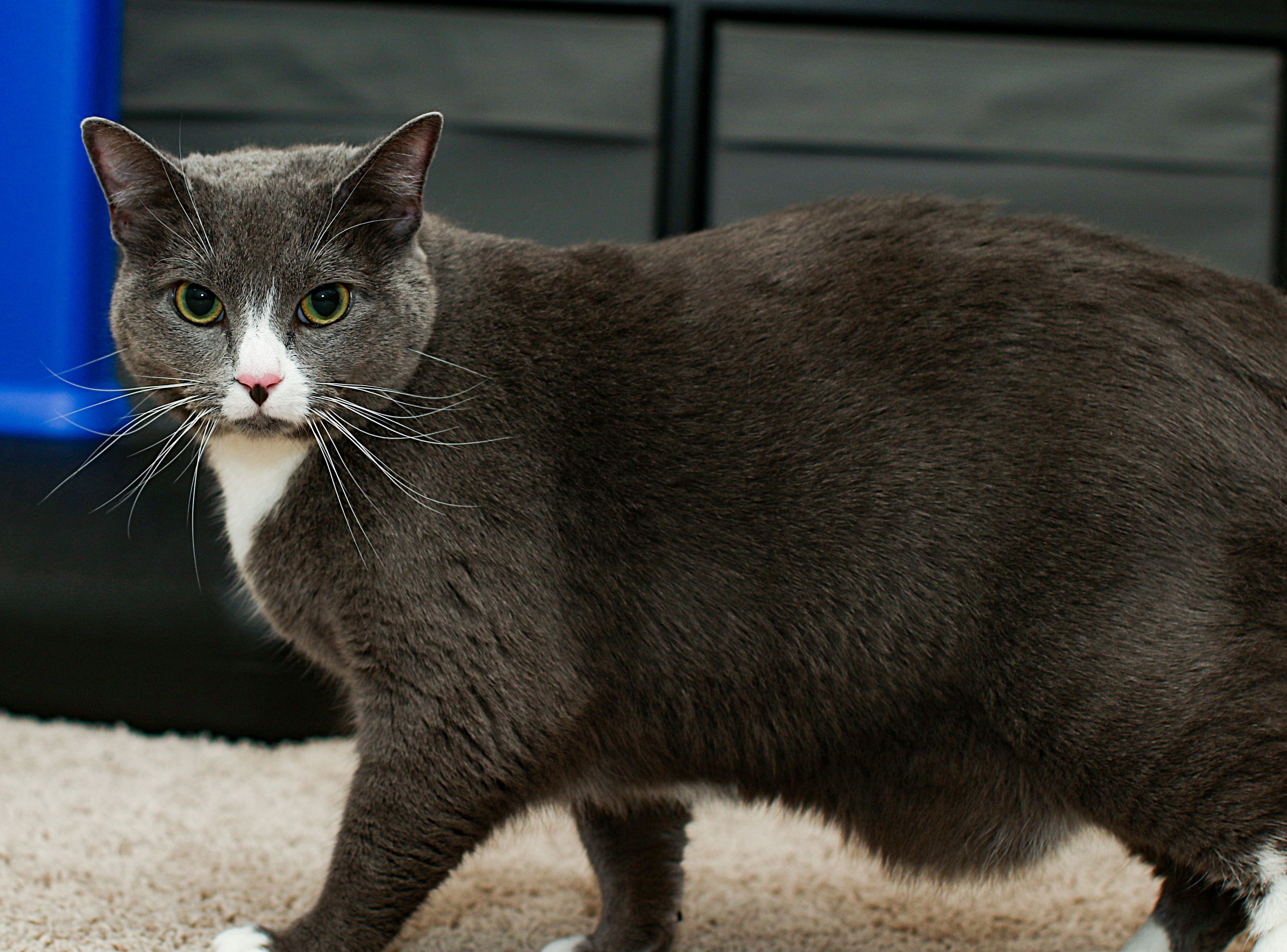 Enlarge Elizabeth, a Adoptable Domestic Short Hair in Charlotte, NC image 8/11