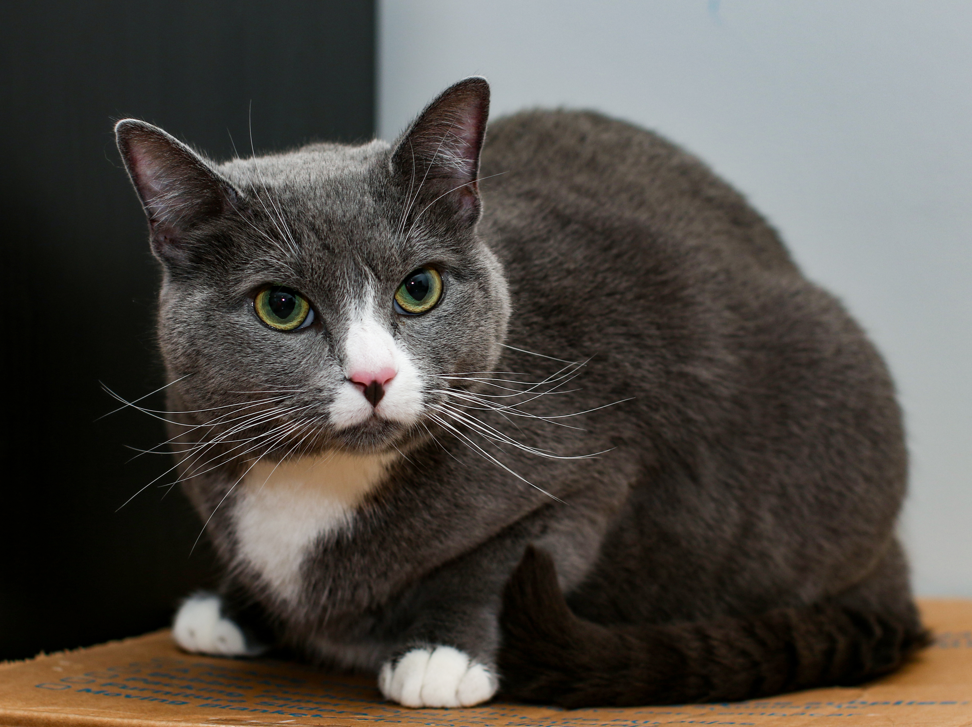 Elizabeth, a Adoptable Domestic Short Hair in Charlotte, NC image 1/11