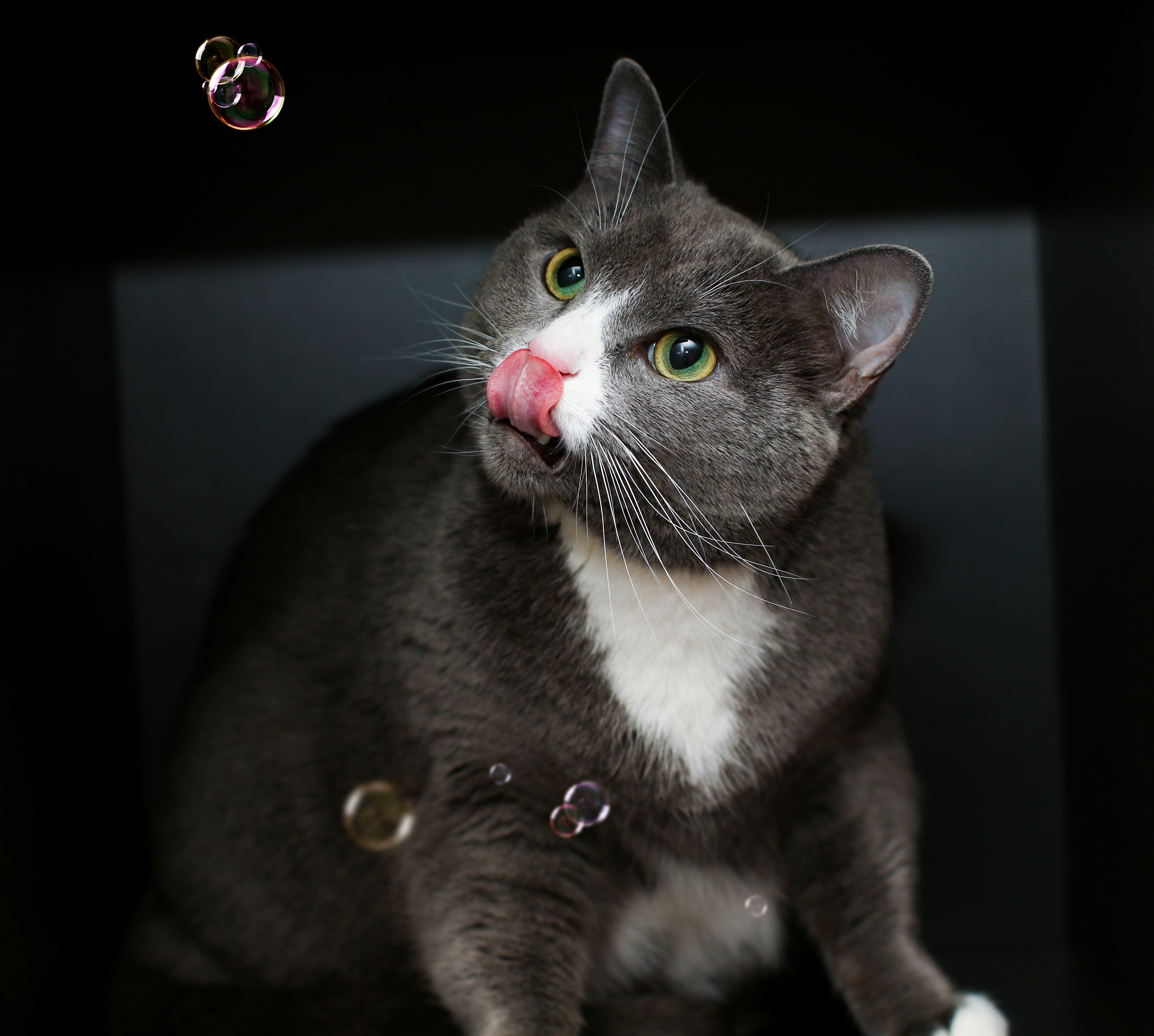 Enlarge Elizabeth, a Adoptable Domestic Short Hair in Charlotte, NC image 7/11