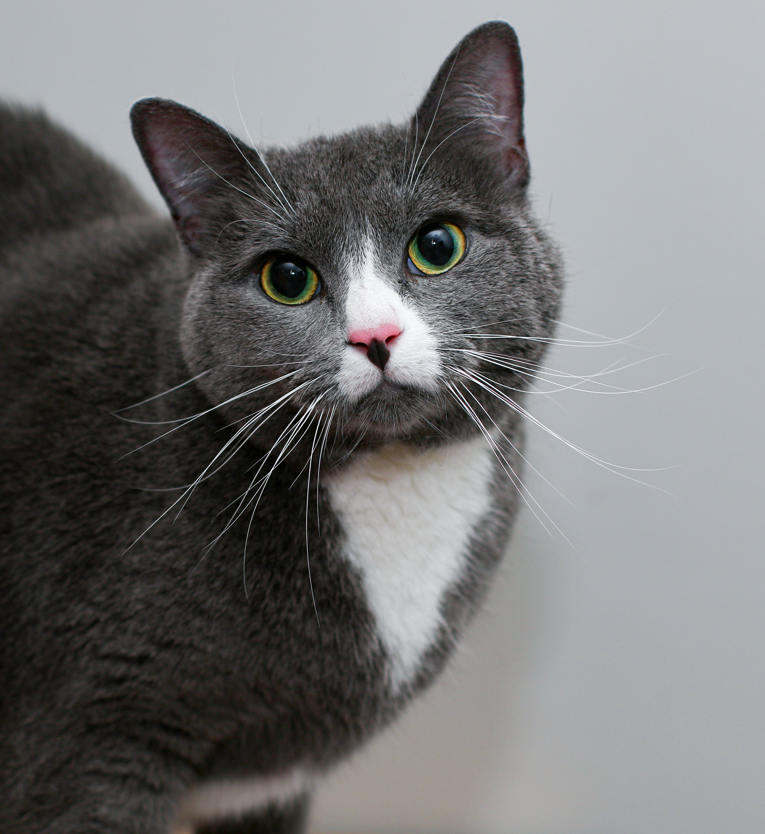 Enlarge Elizabeth, a Adoptable Domestic Short Hair in Charlotte, NC image 9/11