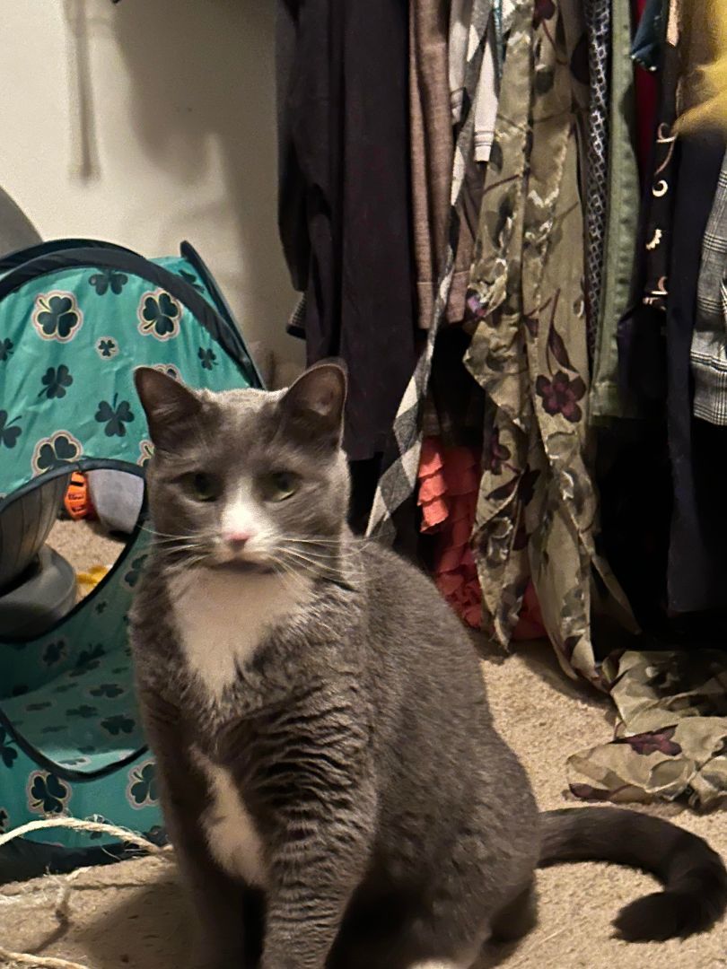 Enlarge Elizabeth, a Adoptable Domestic Short Hair in Charlotte, NC image 11/11