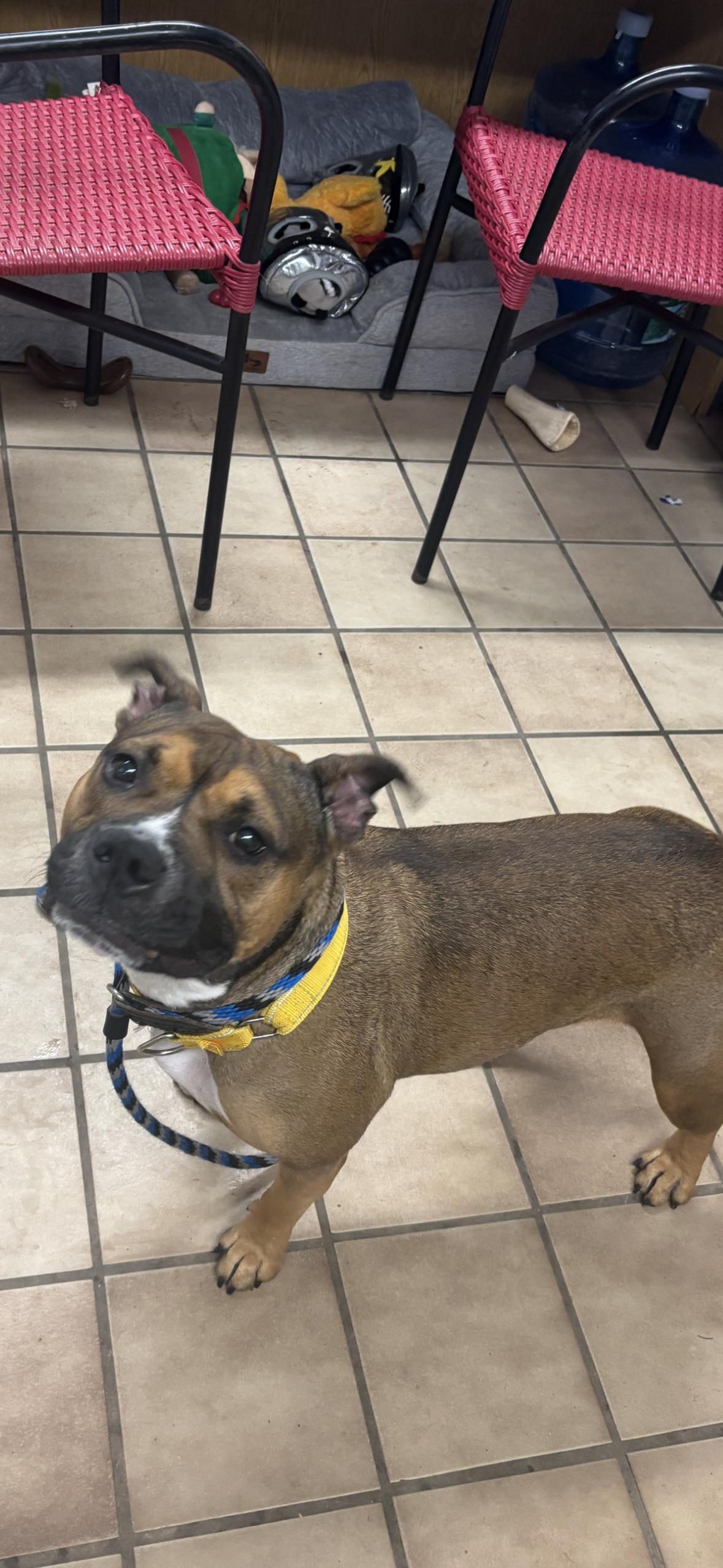 Enlarge Spruce, an adoptable Pit Bull Terrier in Edison, NJ image 1/1