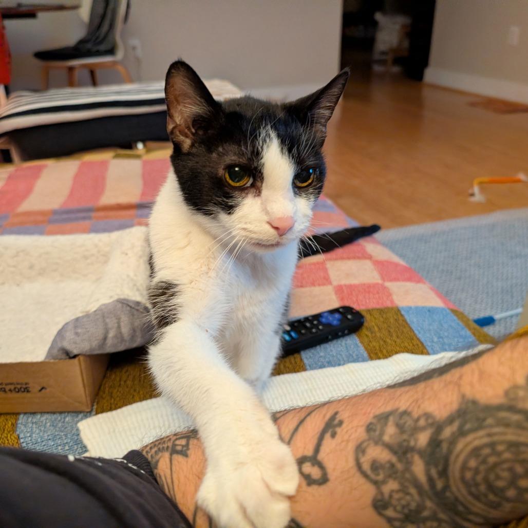 Pawl — thumbnail 2